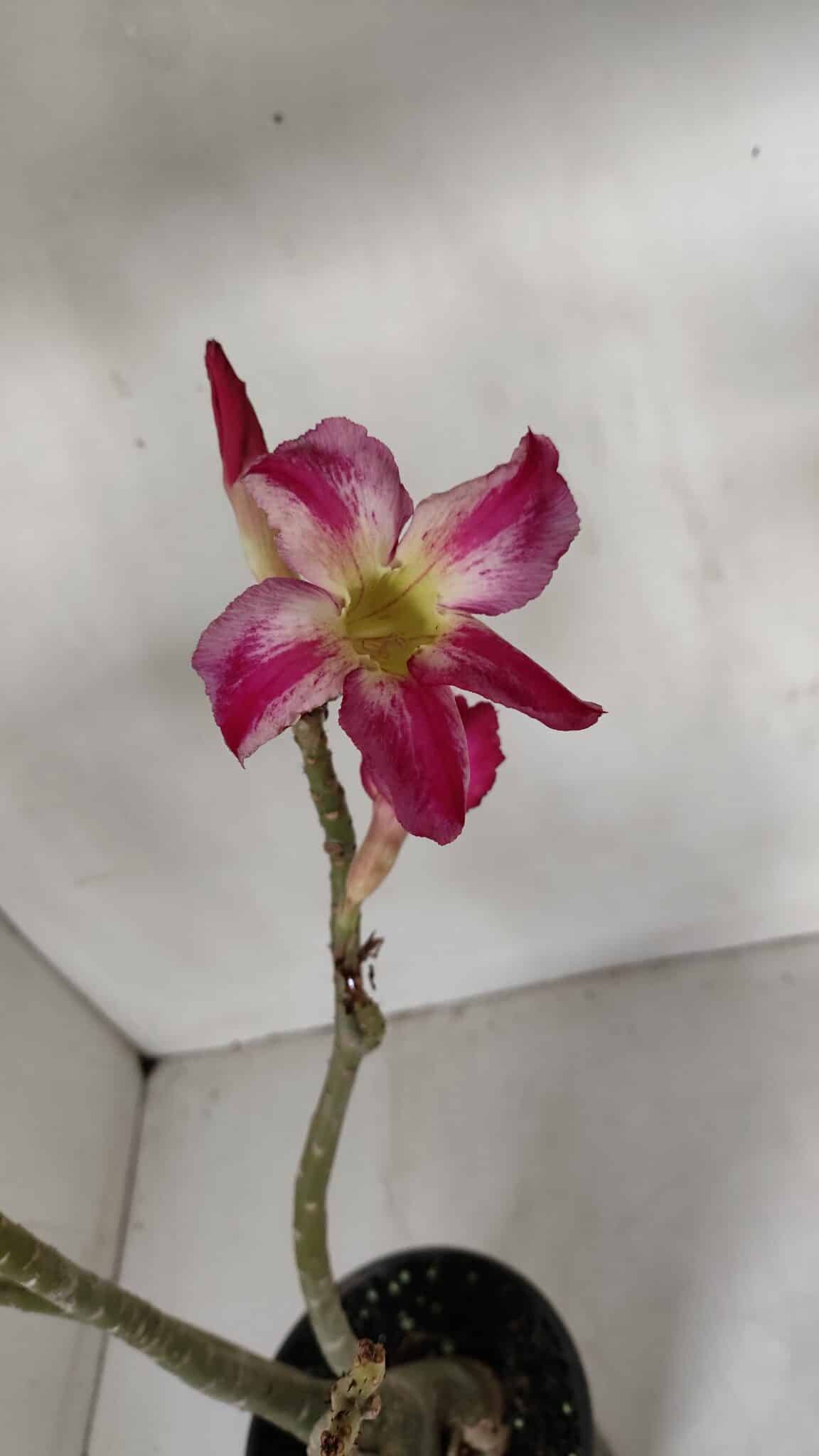 Planta Simples 2980 – 35cm – 03 anos