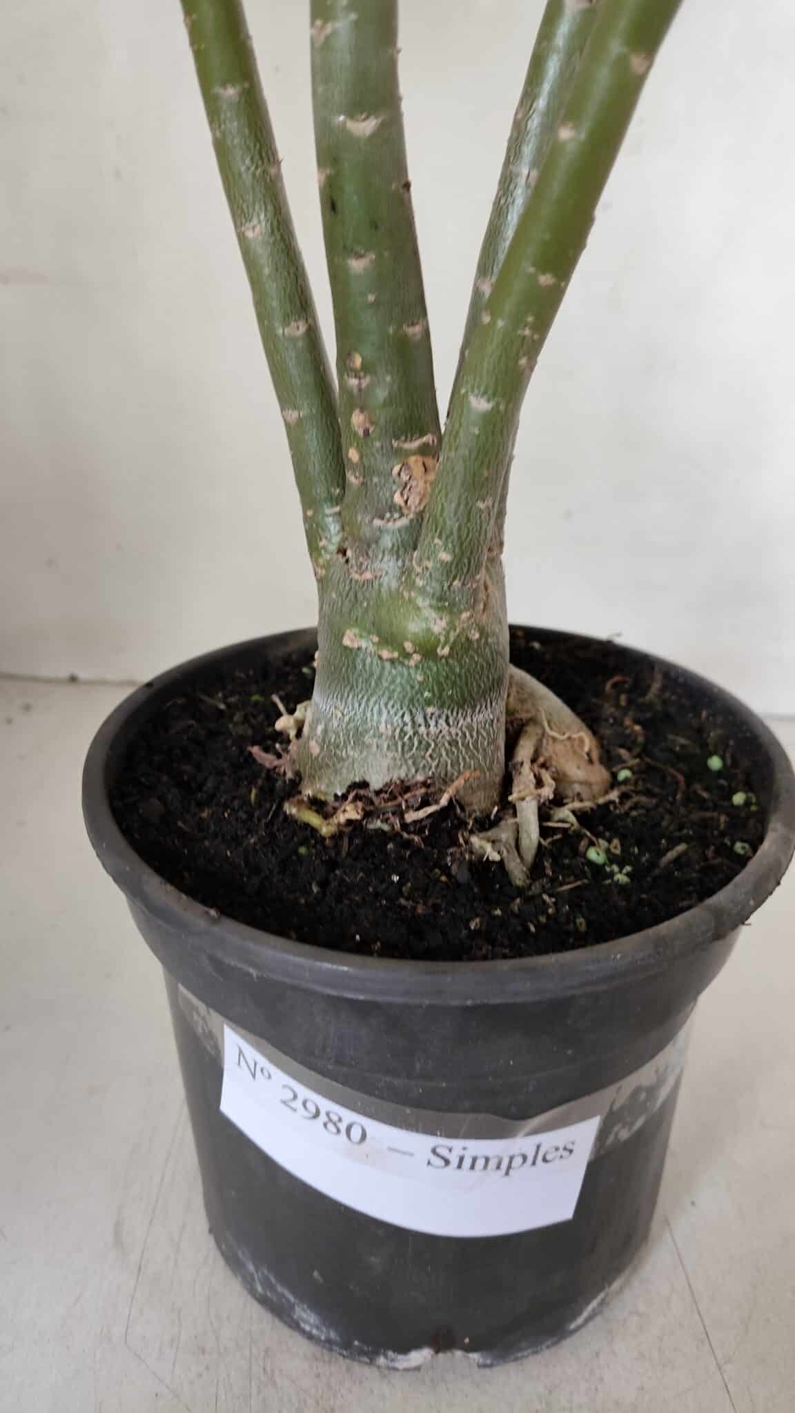 Planta Simples 2980 – 35cm – 03 anos