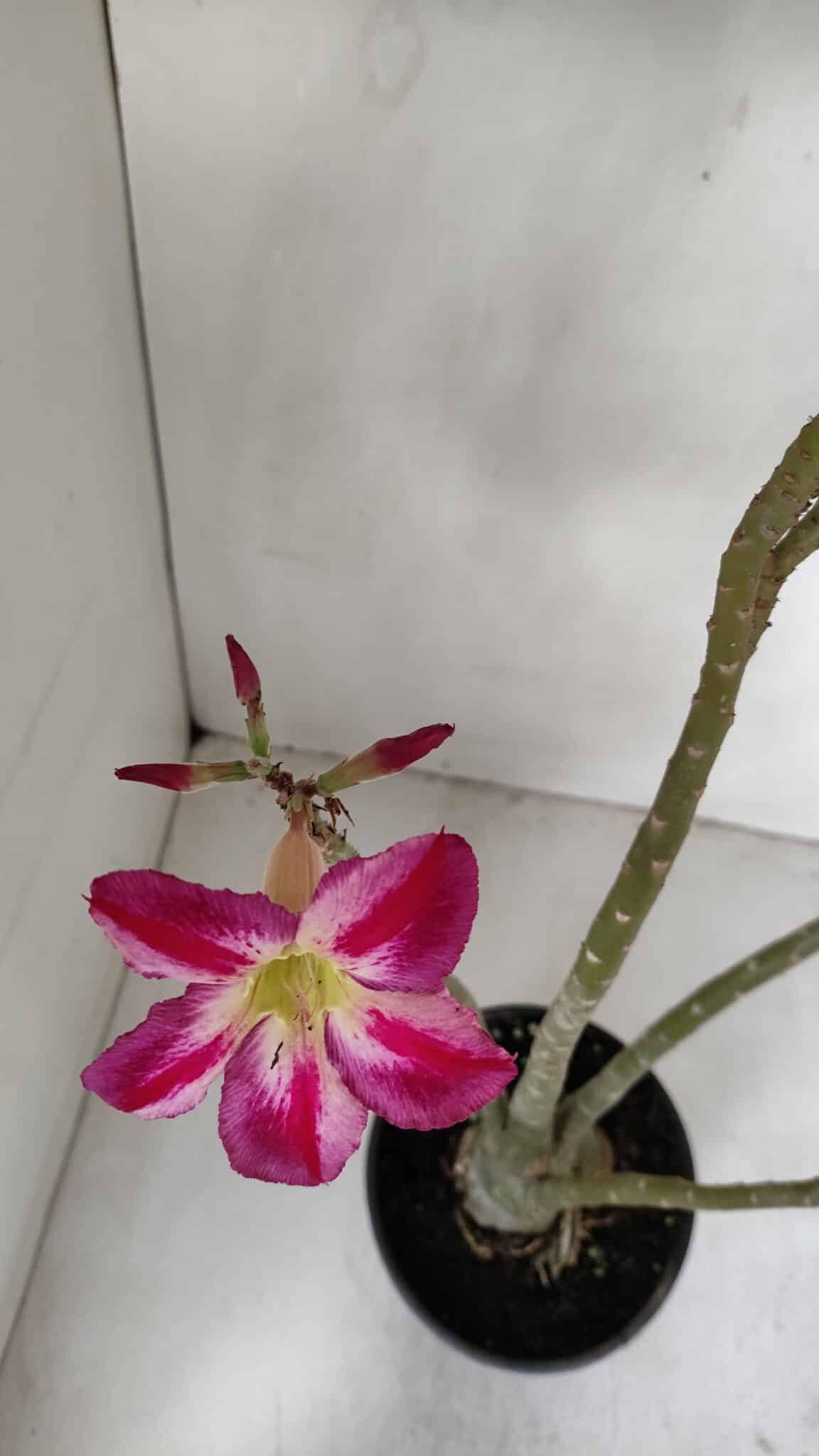 Planta Simples 2980 – 35cm – 03 anos