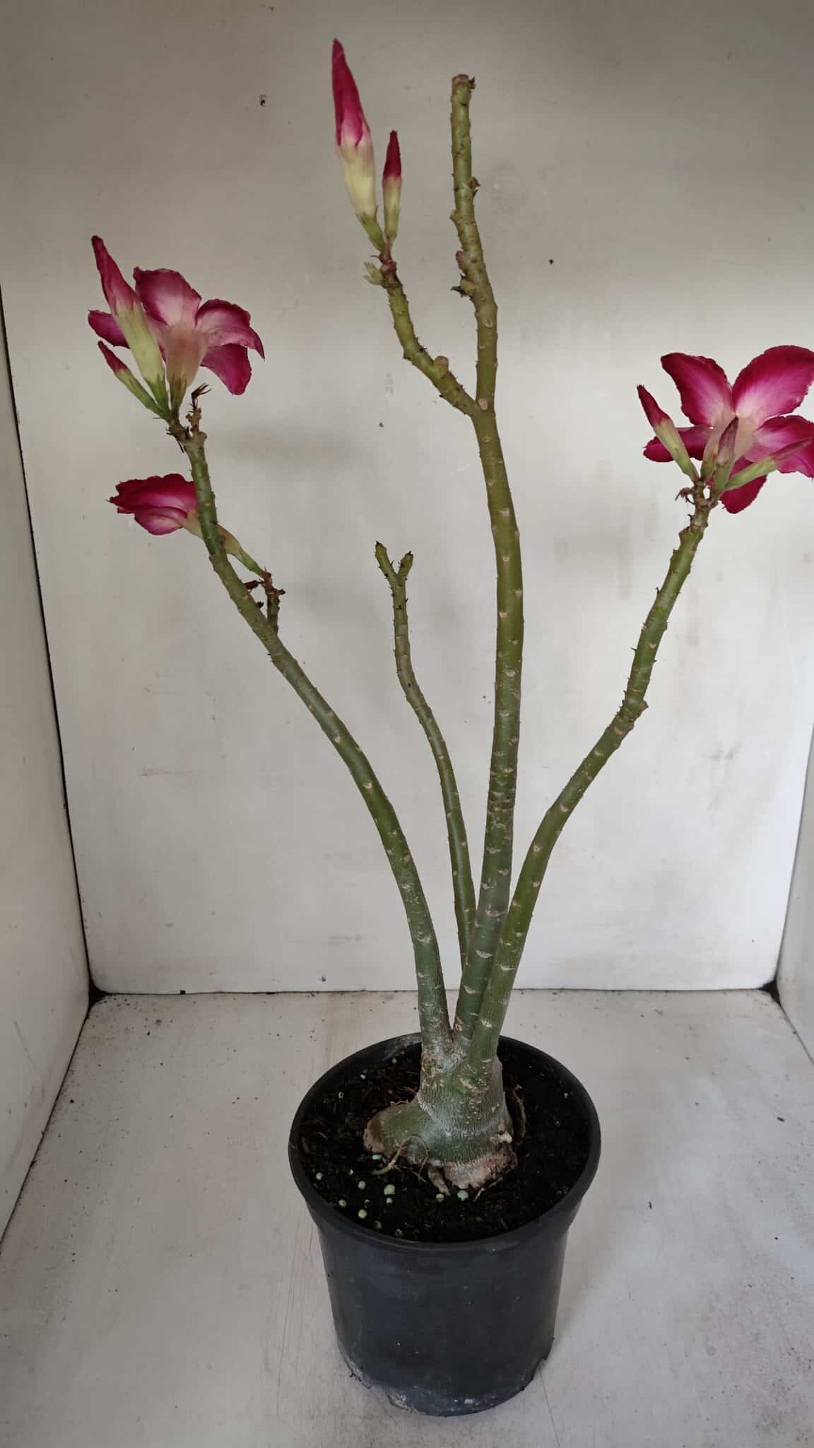 Planta Simples 2980 – 35cm – 03 anos