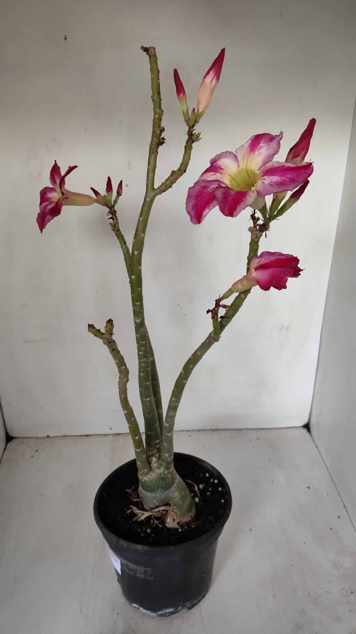 Planta Simples 2980 – 35cm – 03 anos