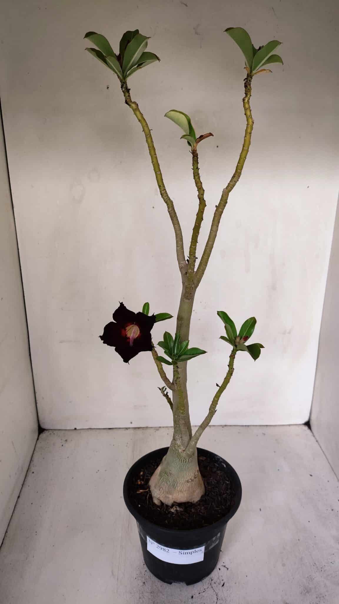 Planta Simples 2982 – 35cm – 03 anos