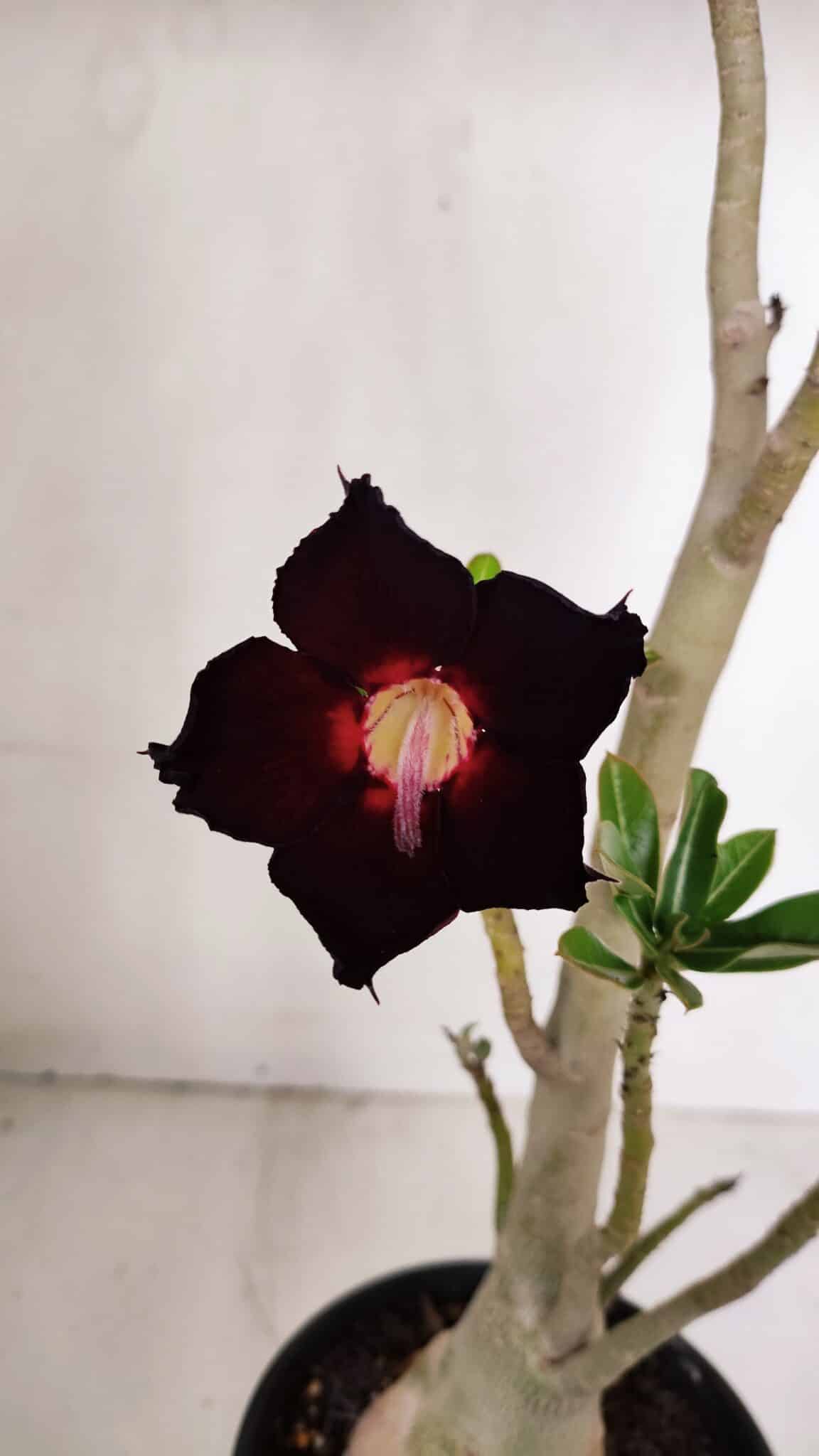 Planta Simples 2982 – 35cm – 03 anos