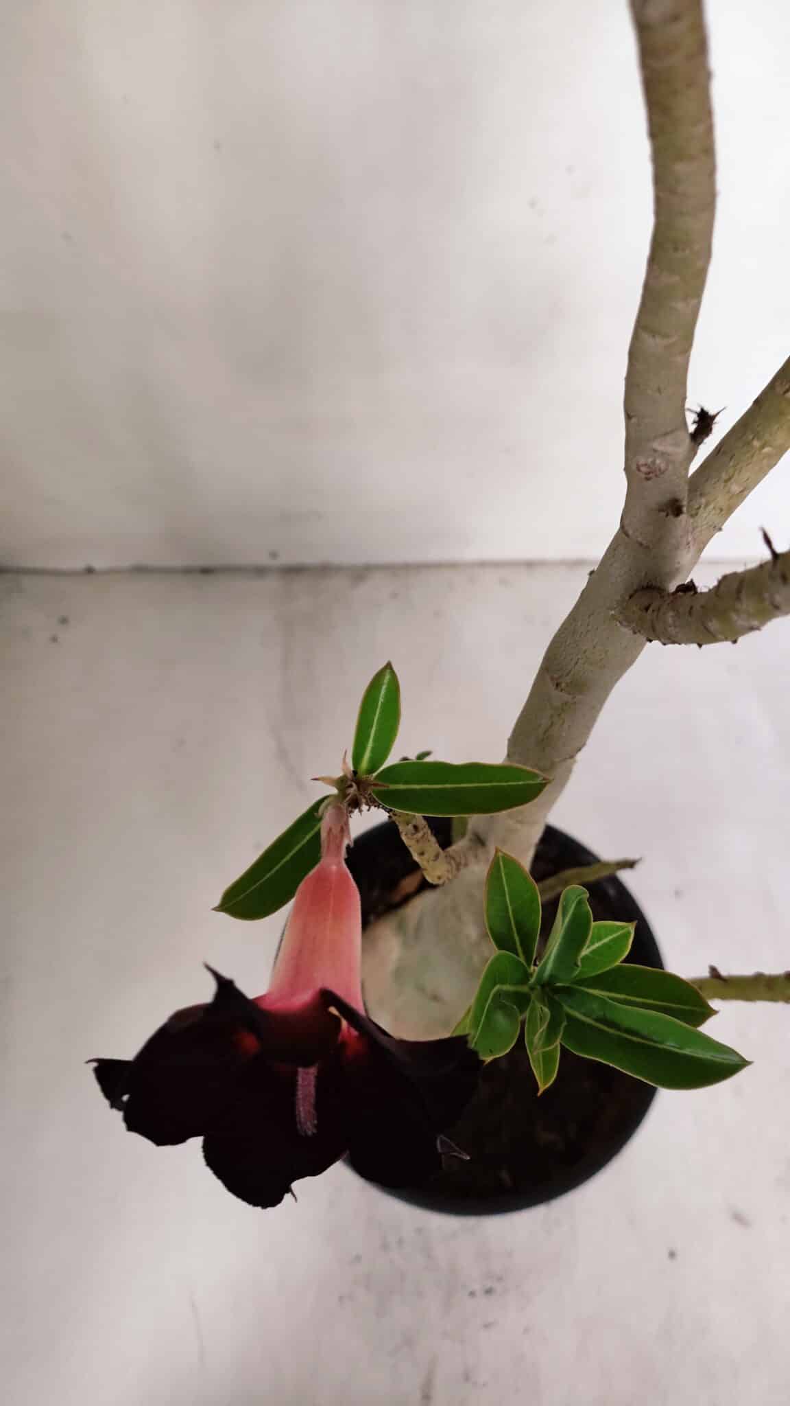 Planta Simples 2982 – 35cm – 03 anos