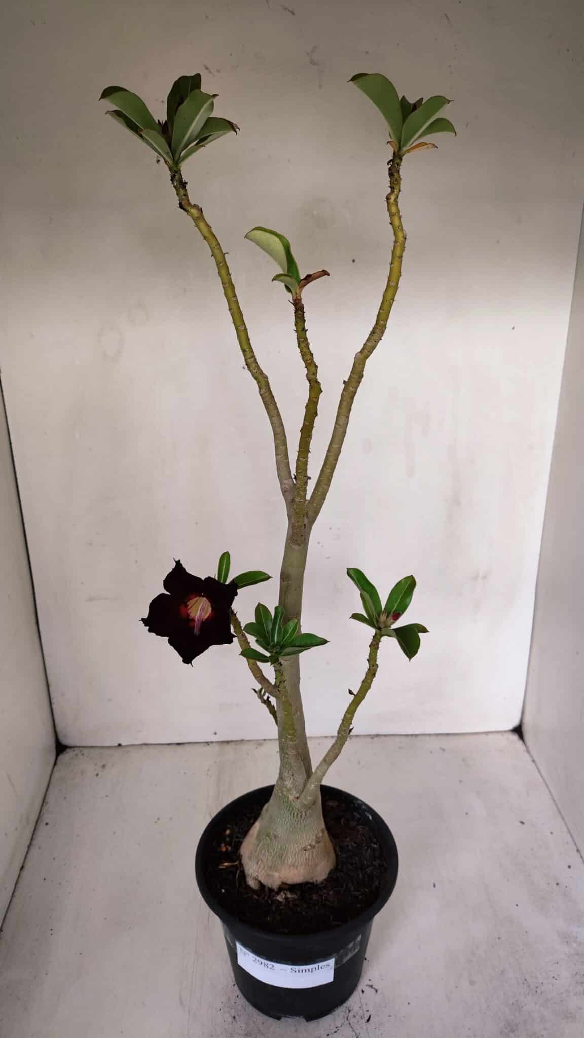 Planta Simples 2982 – 35cm – 03 anos