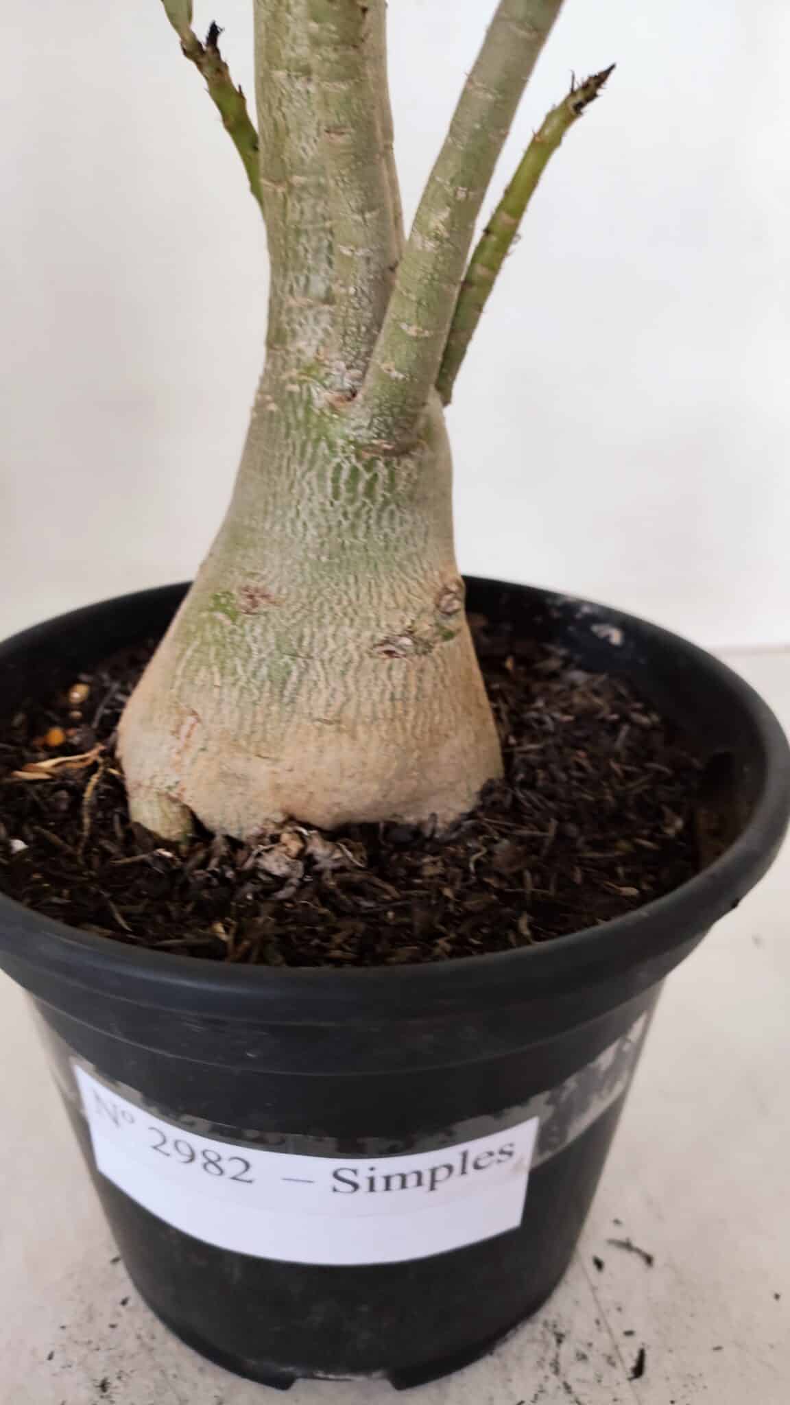 Planta Simples 2982 – 35cm – 03 anos