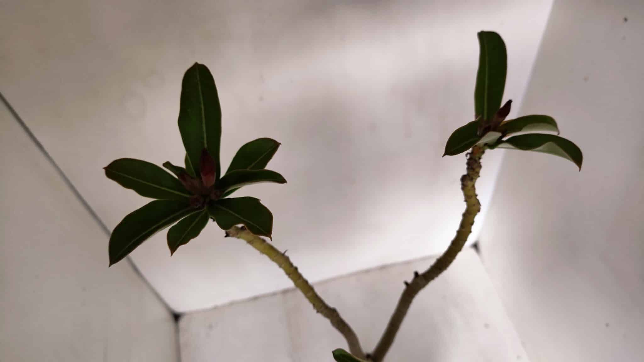 Planta Simples 2982 – 35cm – 03 anos