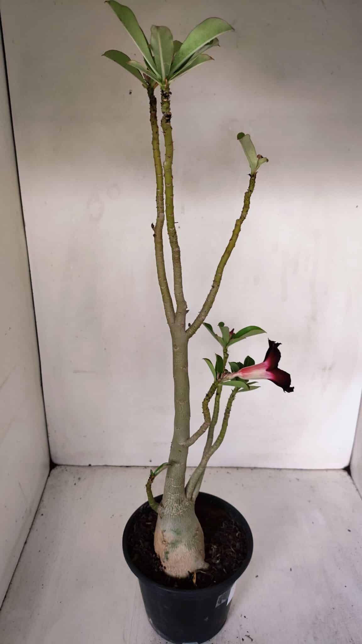 Planta Simples 2982 – 35cm – 03 anos