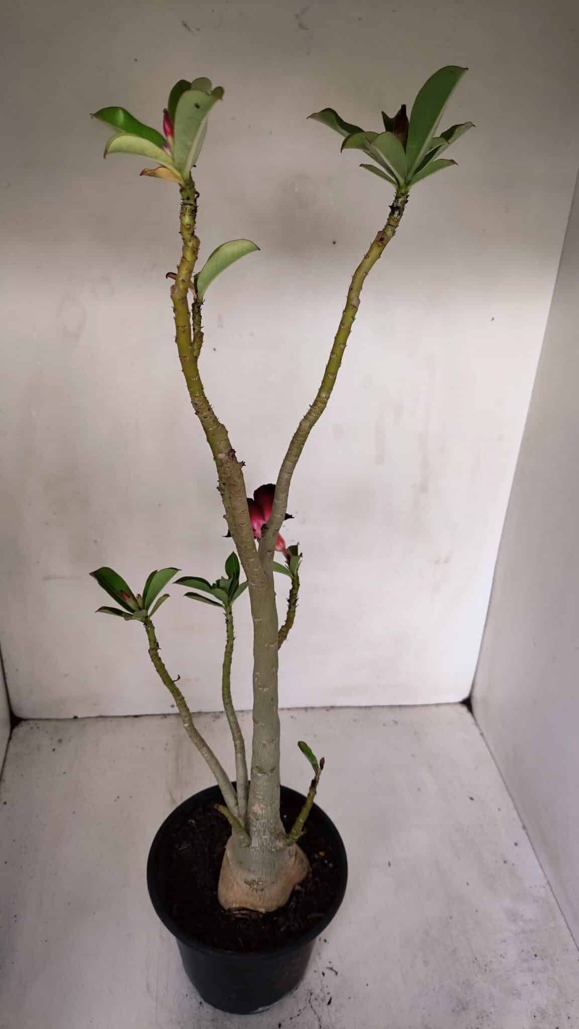 Planta Simples 2982 – 35cm – 03 anos