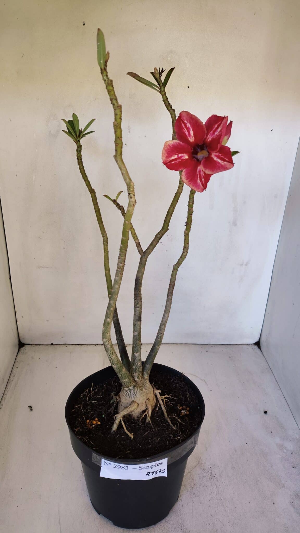 Planta Simples 2983 – 40cm – 03 anos