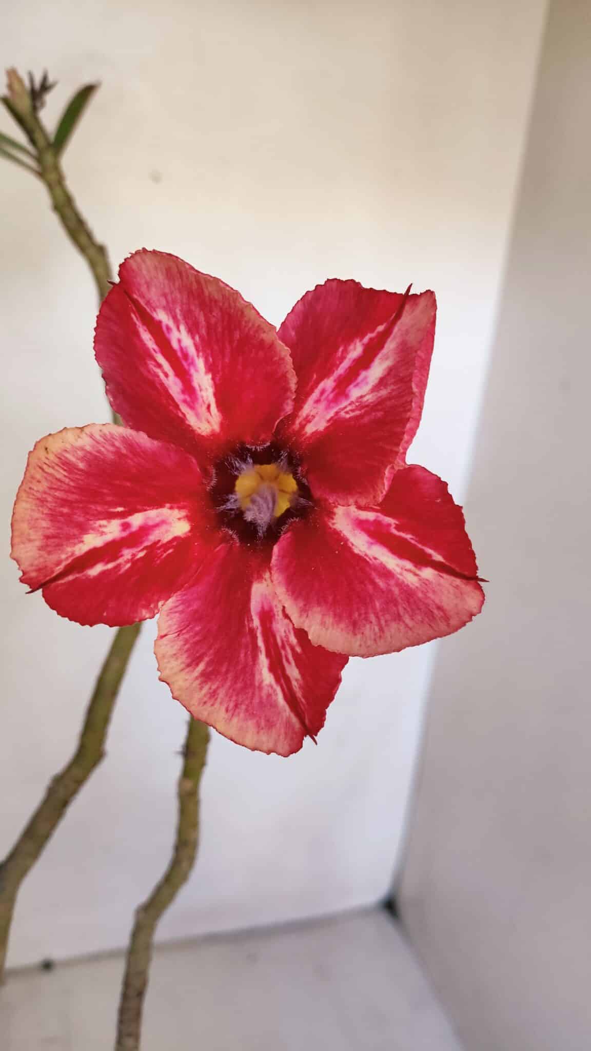 Planta Simples 2983 – 40cm – 03 anos