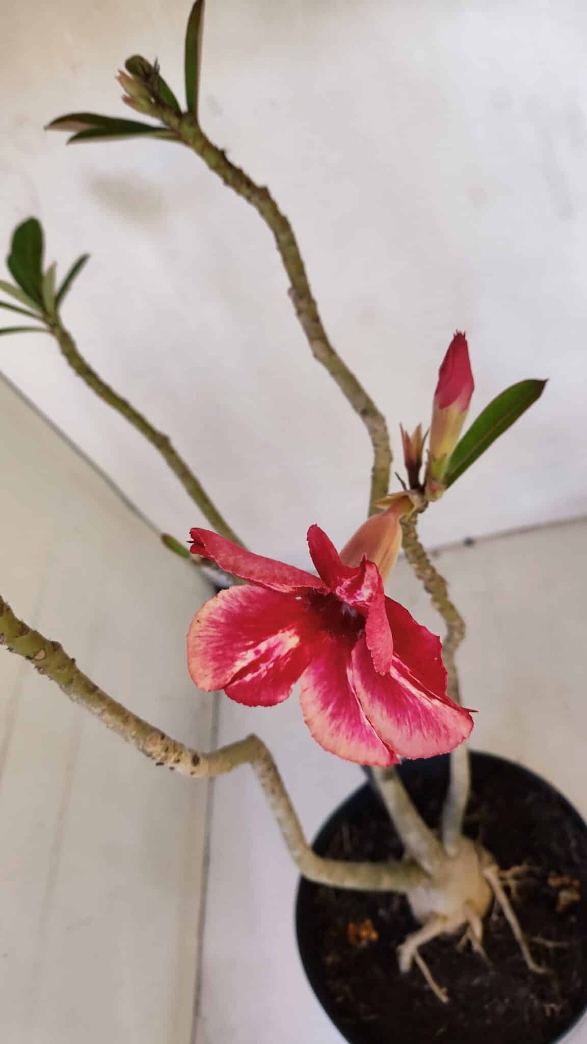 Planta Simples 2983 – 40cm – 03 anos
