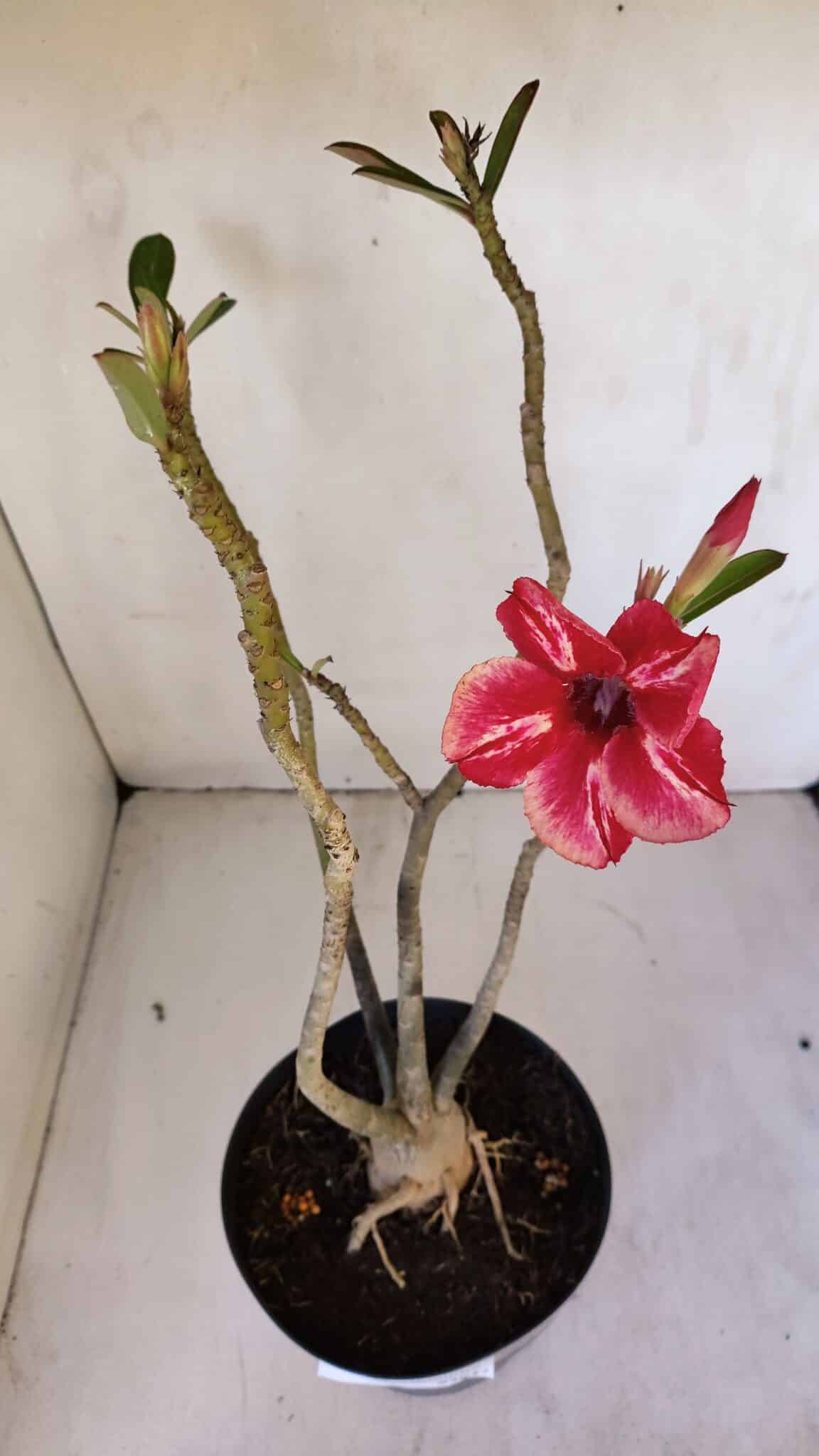 Planta Simples 2983 – 40cm – 03 anos