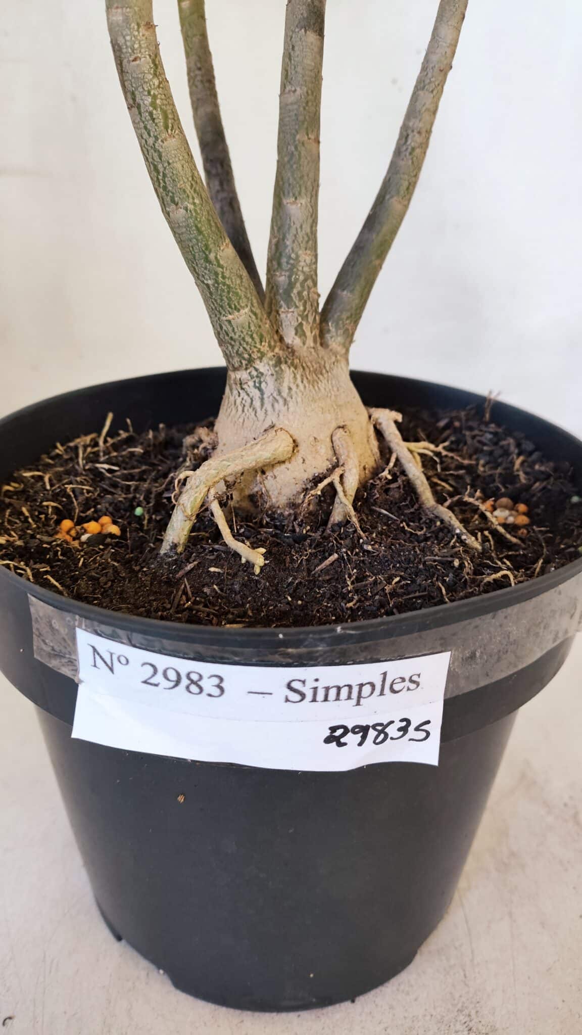 Planta Simples 2983 – 40cm – 03 anos