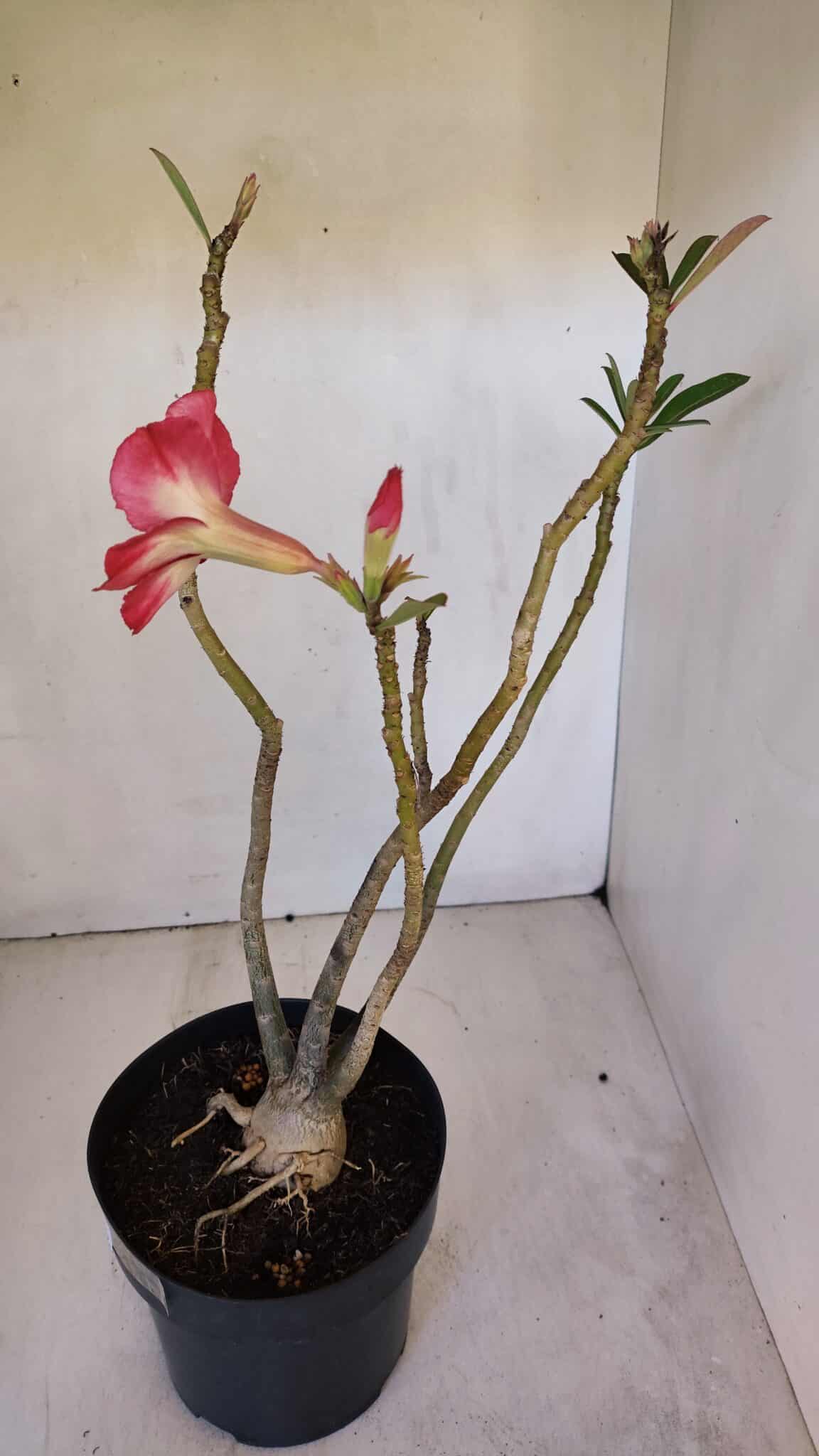 Planta Simples 2983 – 40cm – 03 anos