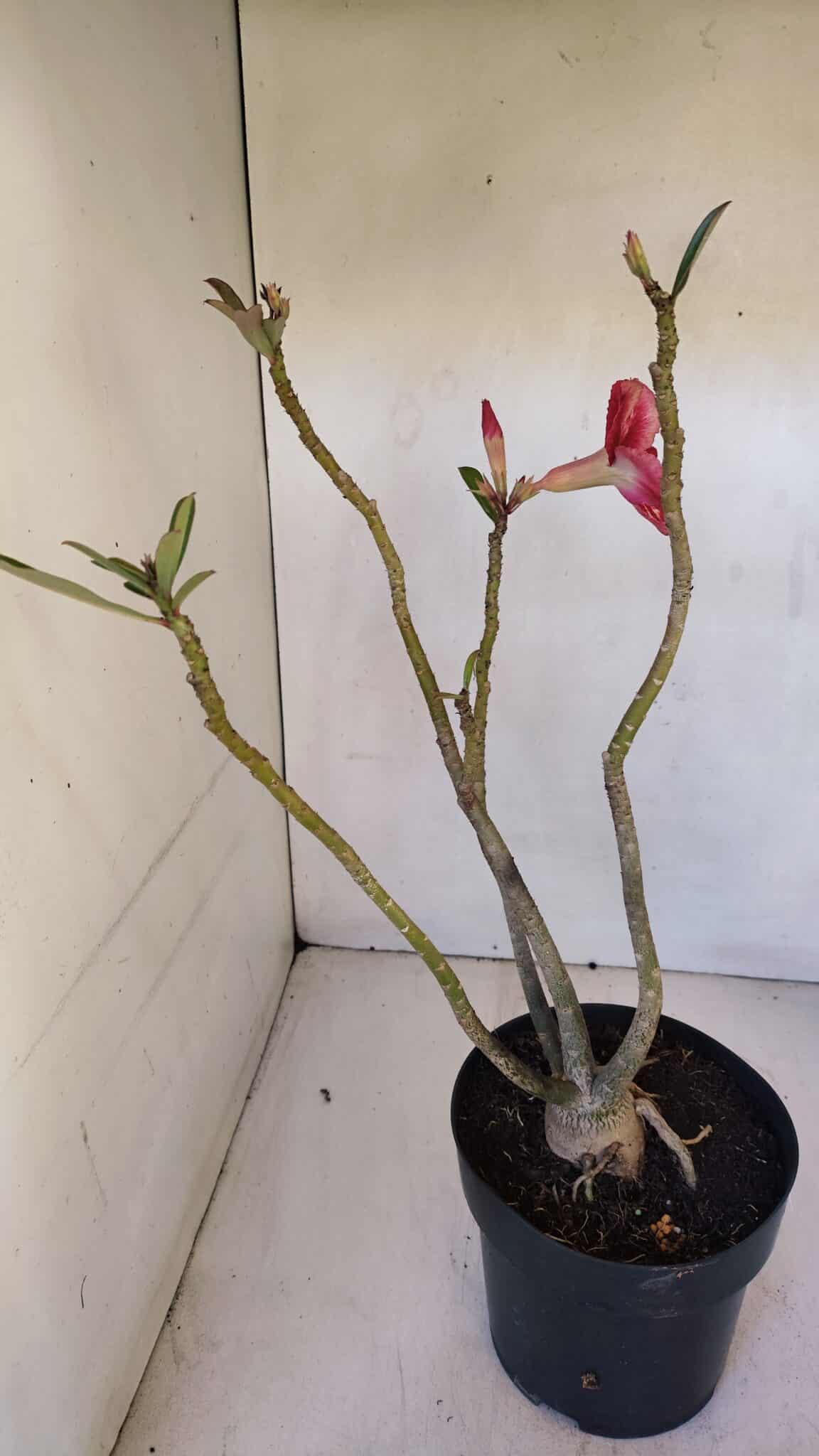 Planta Simples 2983 – 40cm – 03 anos