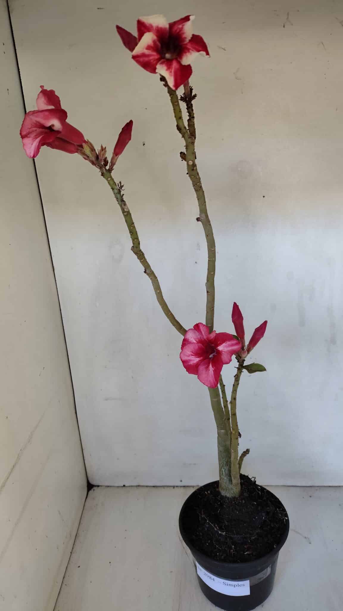Planta Simples 2984 – 35cm – 03 anos