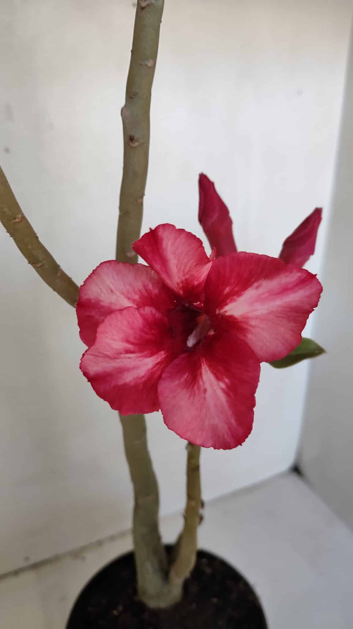 Planta Simples 2984 – 35cm – 03 anos