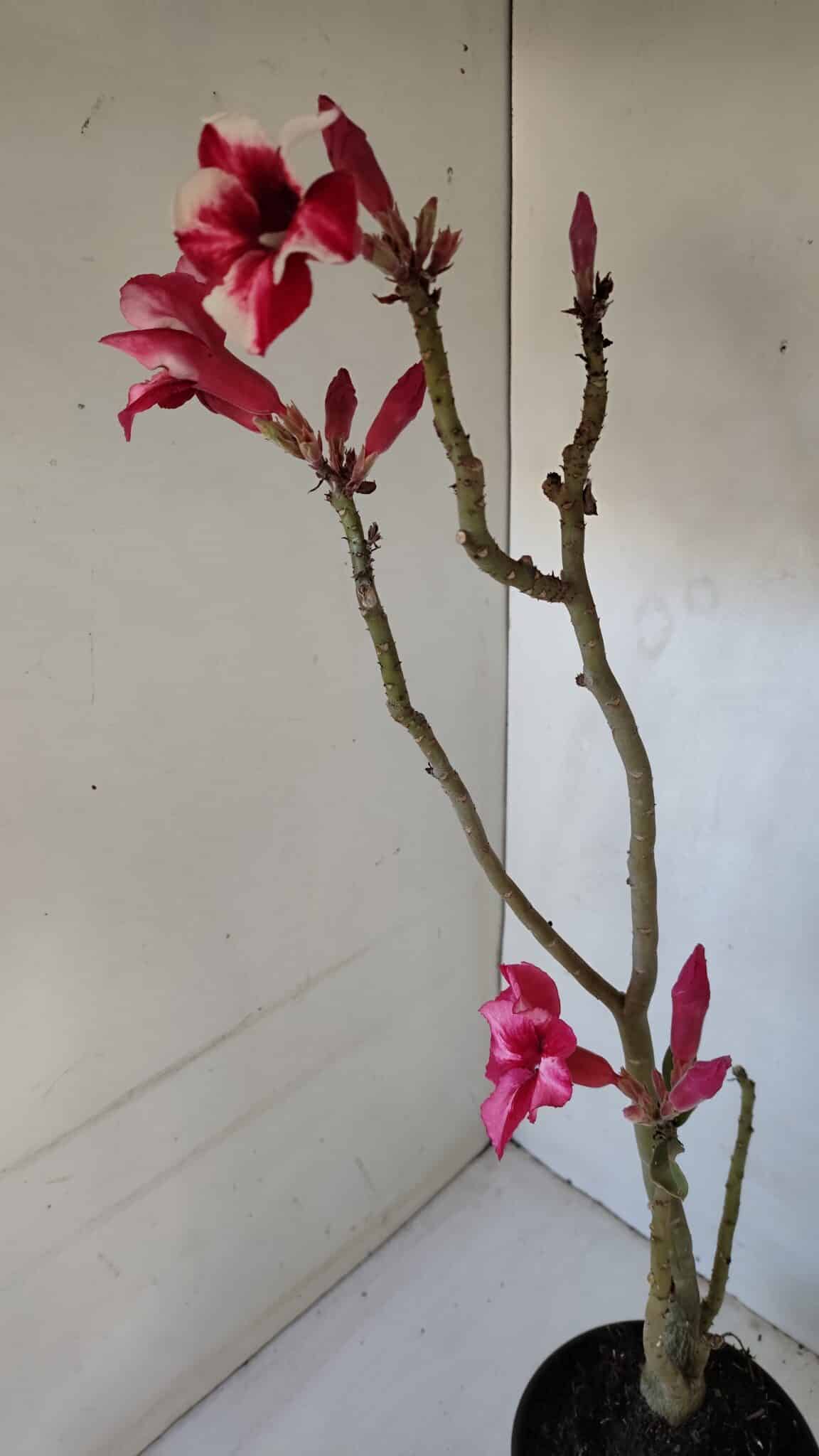 Planta Simples 2984 – 35cm – 03 anos