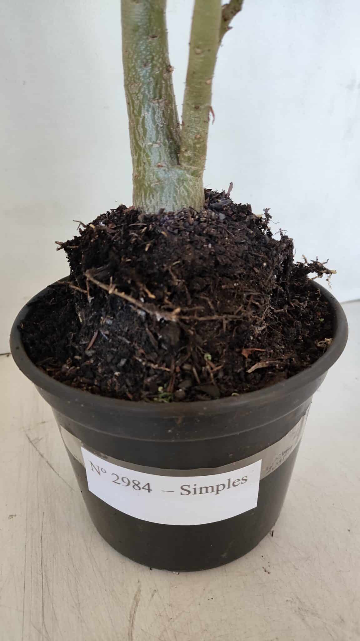 Planta Simples 2984 – 35cm – 03 anos