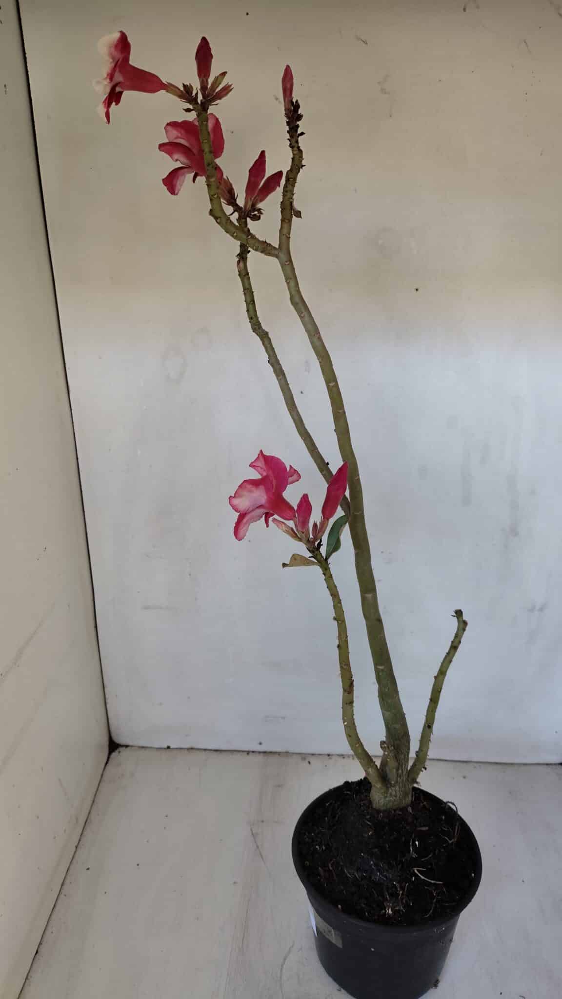 Planta Simples 2984 – 35cm – 03 anos
