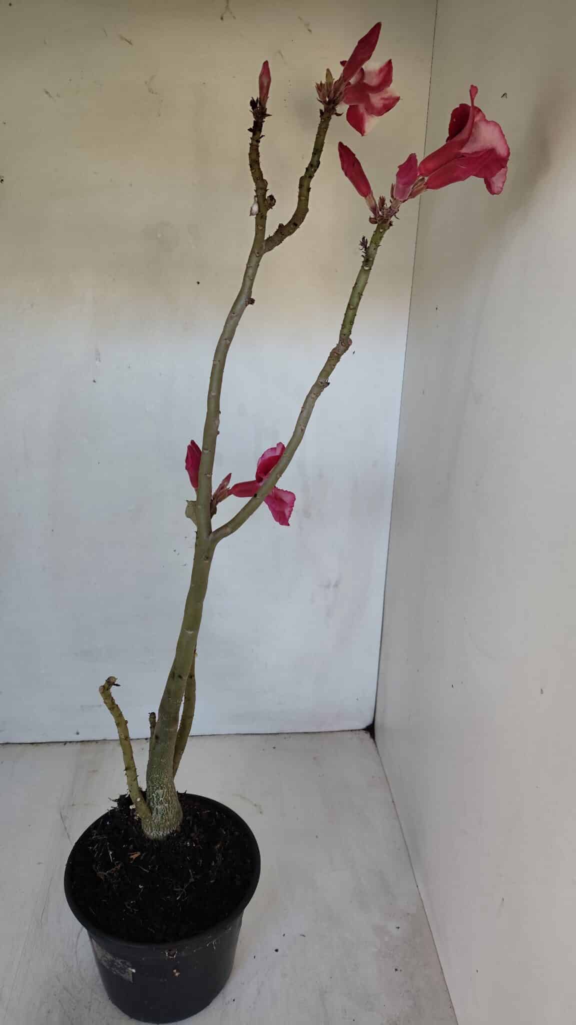 Planta Simples 2984 – 35cm – 03 anos