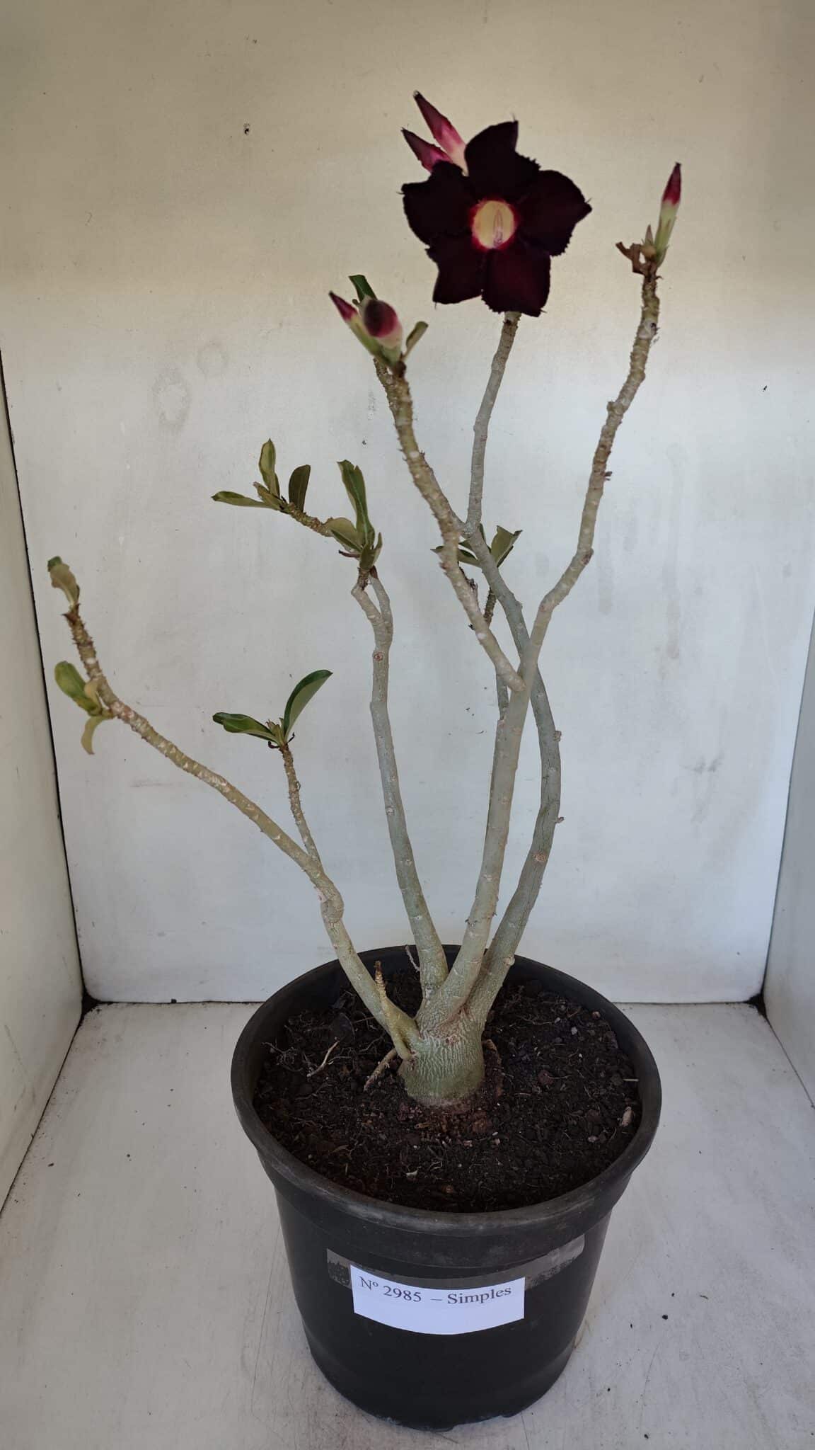 Planta Simples 2985 – 40cm – 03 anos