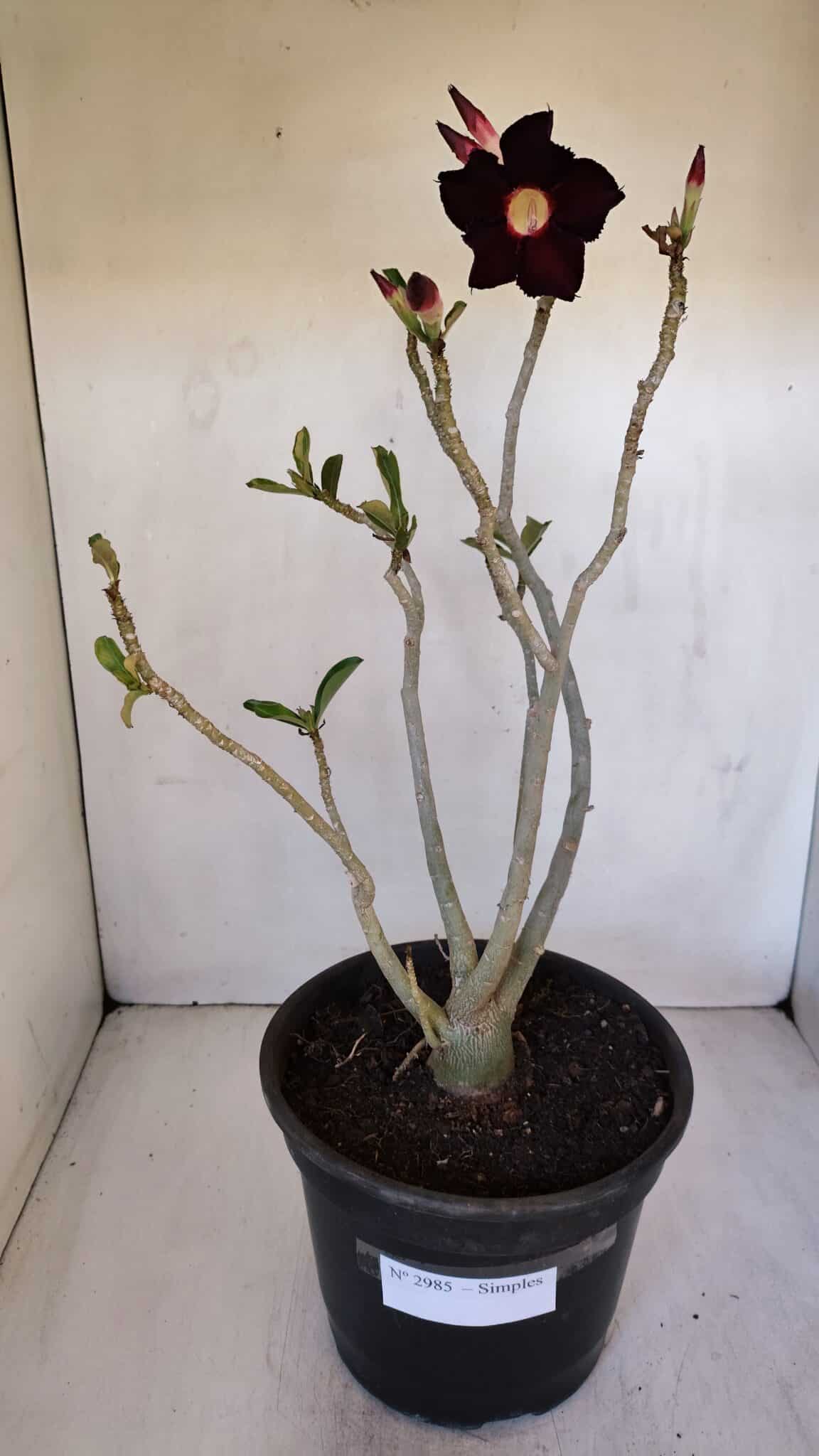 Planta Simples 2985 – 40cm – 03 anos