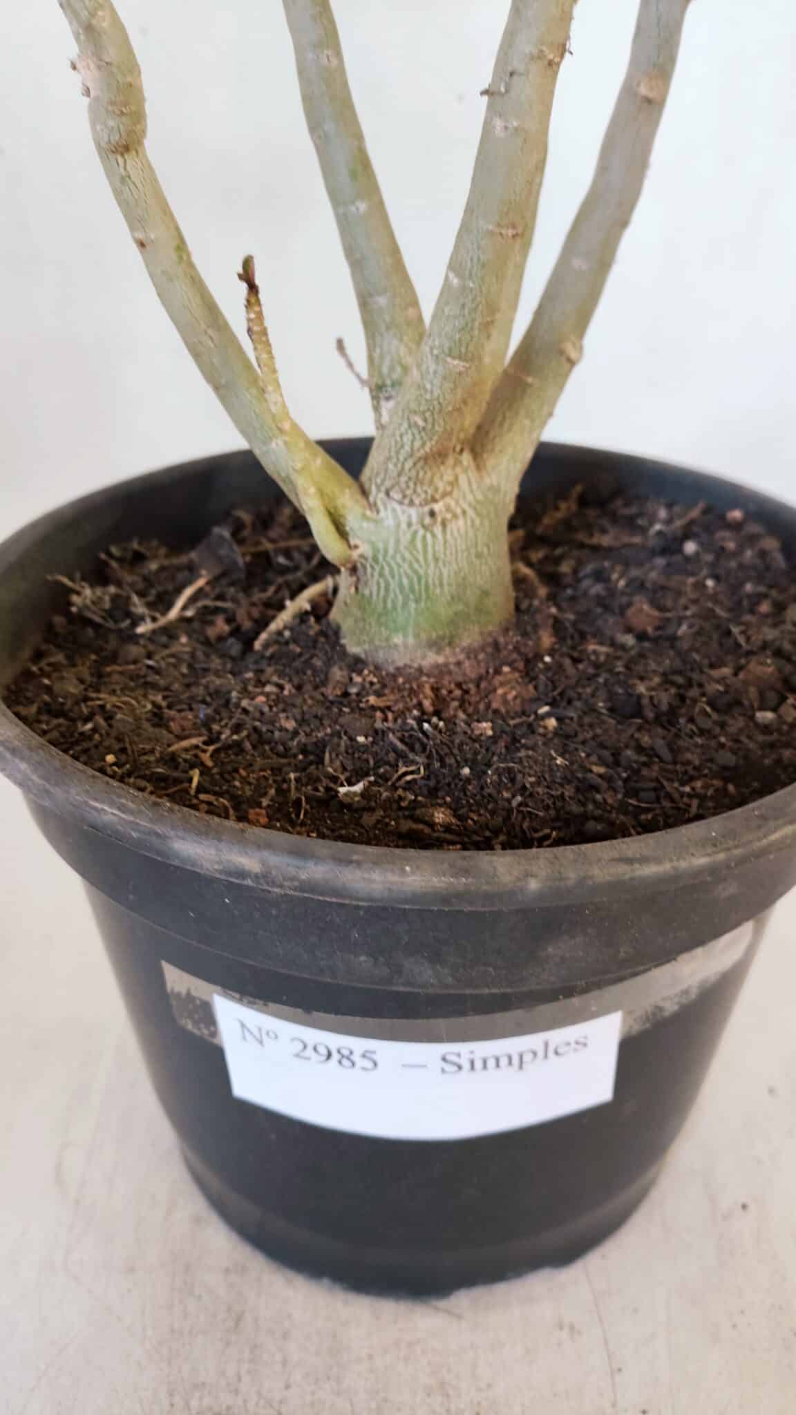 Planta Simples 2985 – 40cm – 03 anos