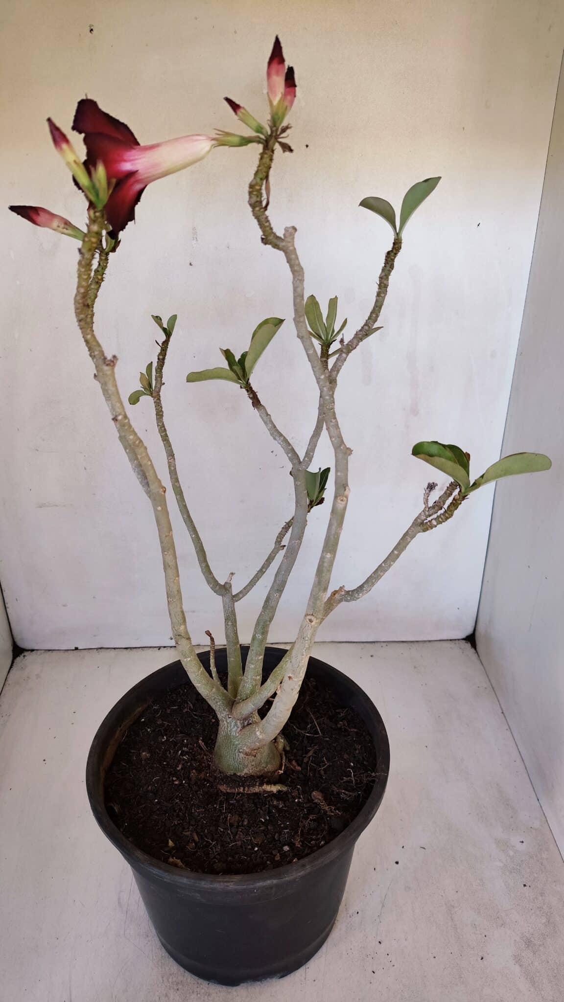 Planta Simples 2985 – 40cm – 03 anos