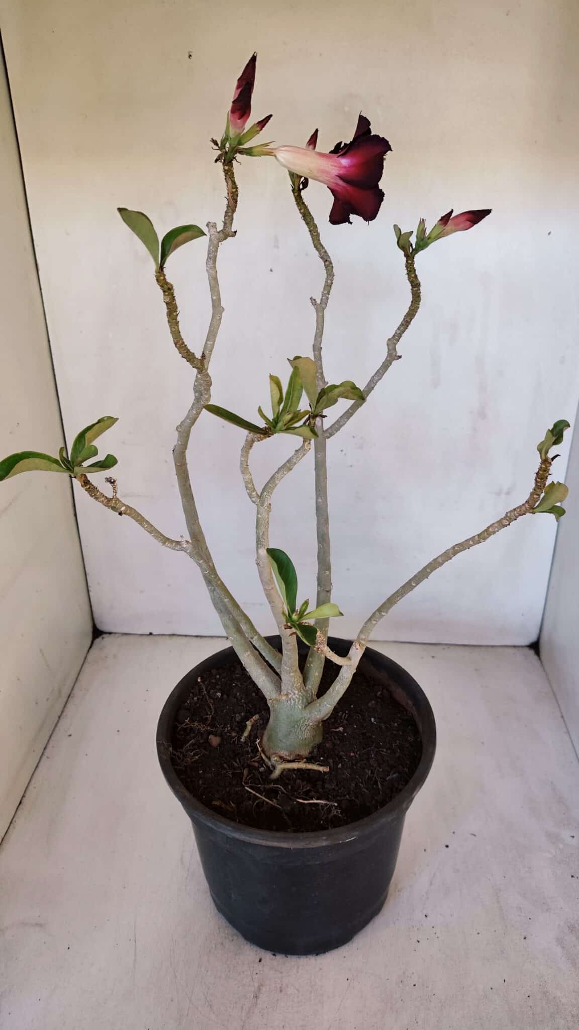 Planta Simples 2985 – 40cm – 03 anos