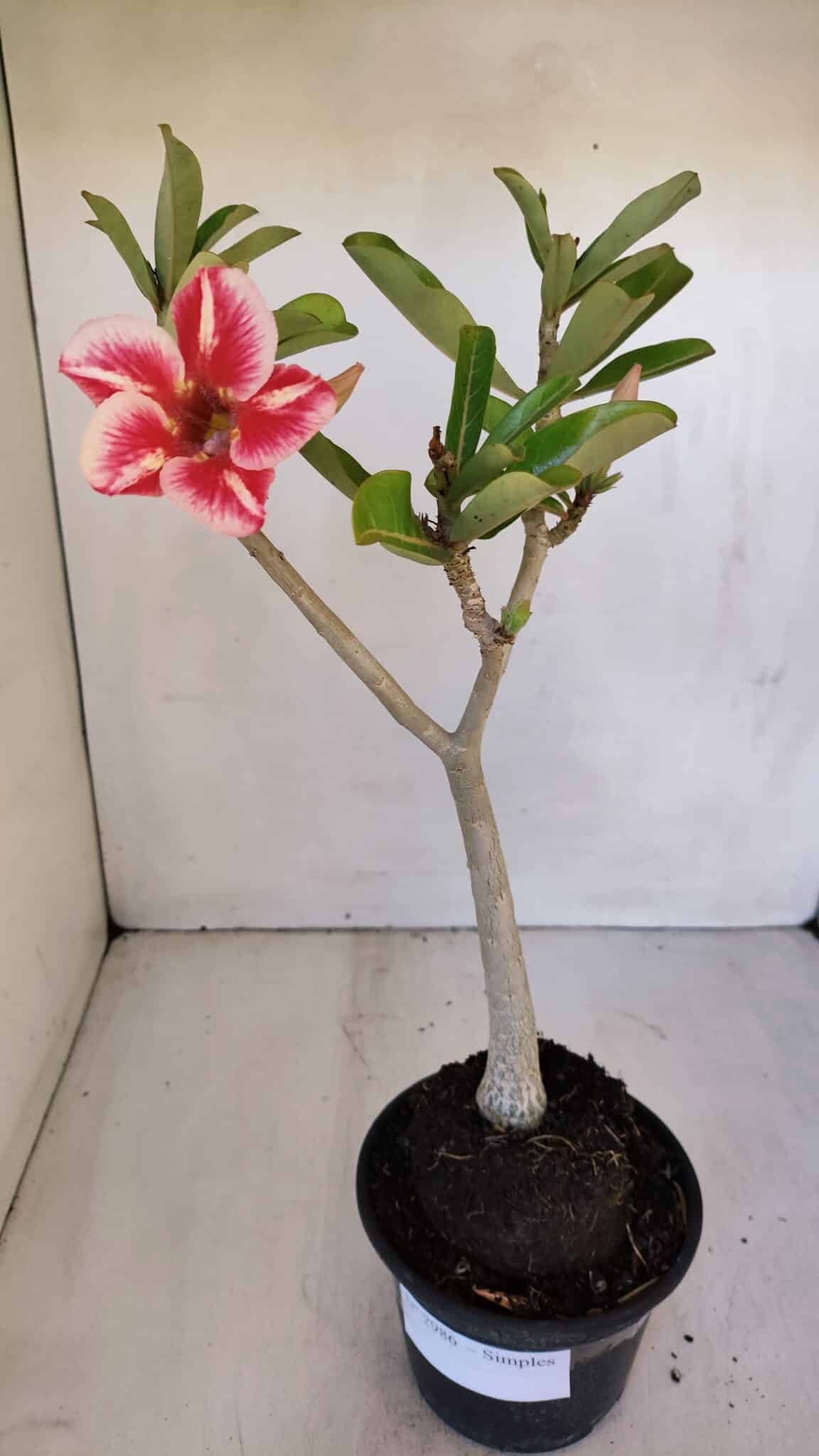 Planta Simples 2986 – 35cm – 03 anos