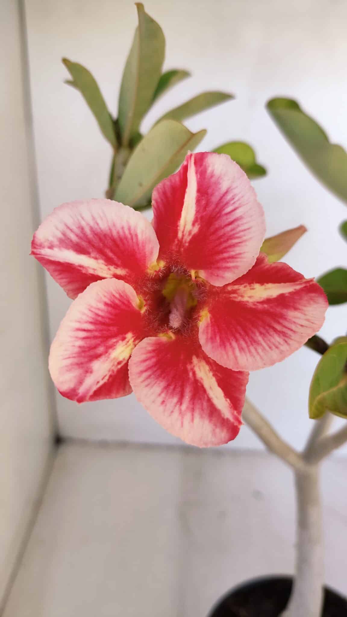 Planta Simples 2986 – 35cm – 03 anos