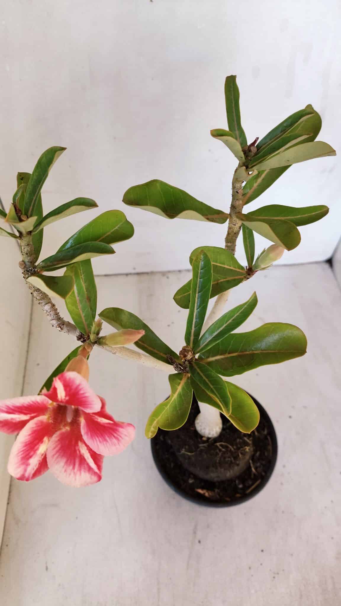 Planta Simples 2986 – 35cm – 03 anos