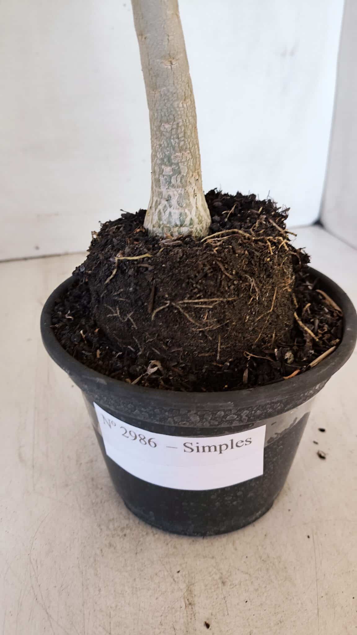 Planta Simples 2986 – 35cm – 03 anos