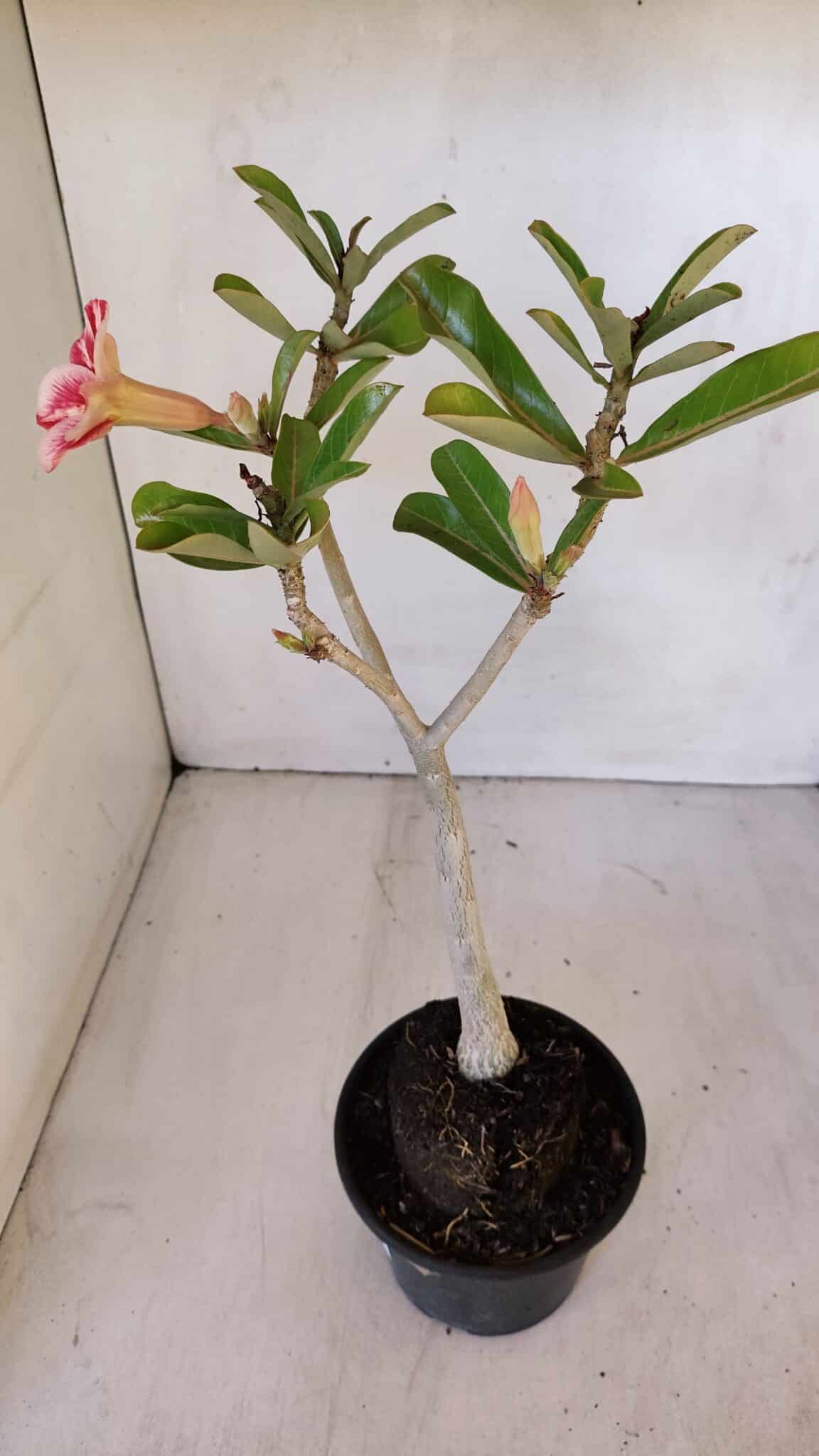 Planta Simples 2986 – 35cm – 03 anos