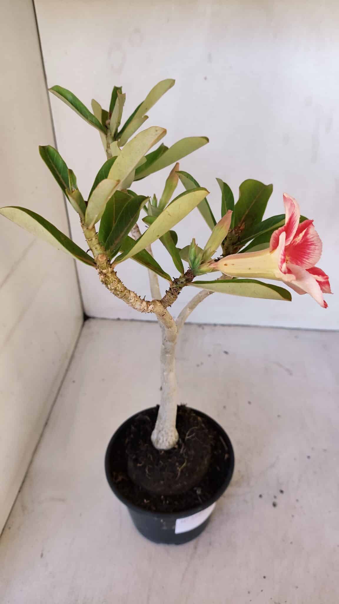 Planta Simples 2986 – 35cm – 03 anos
