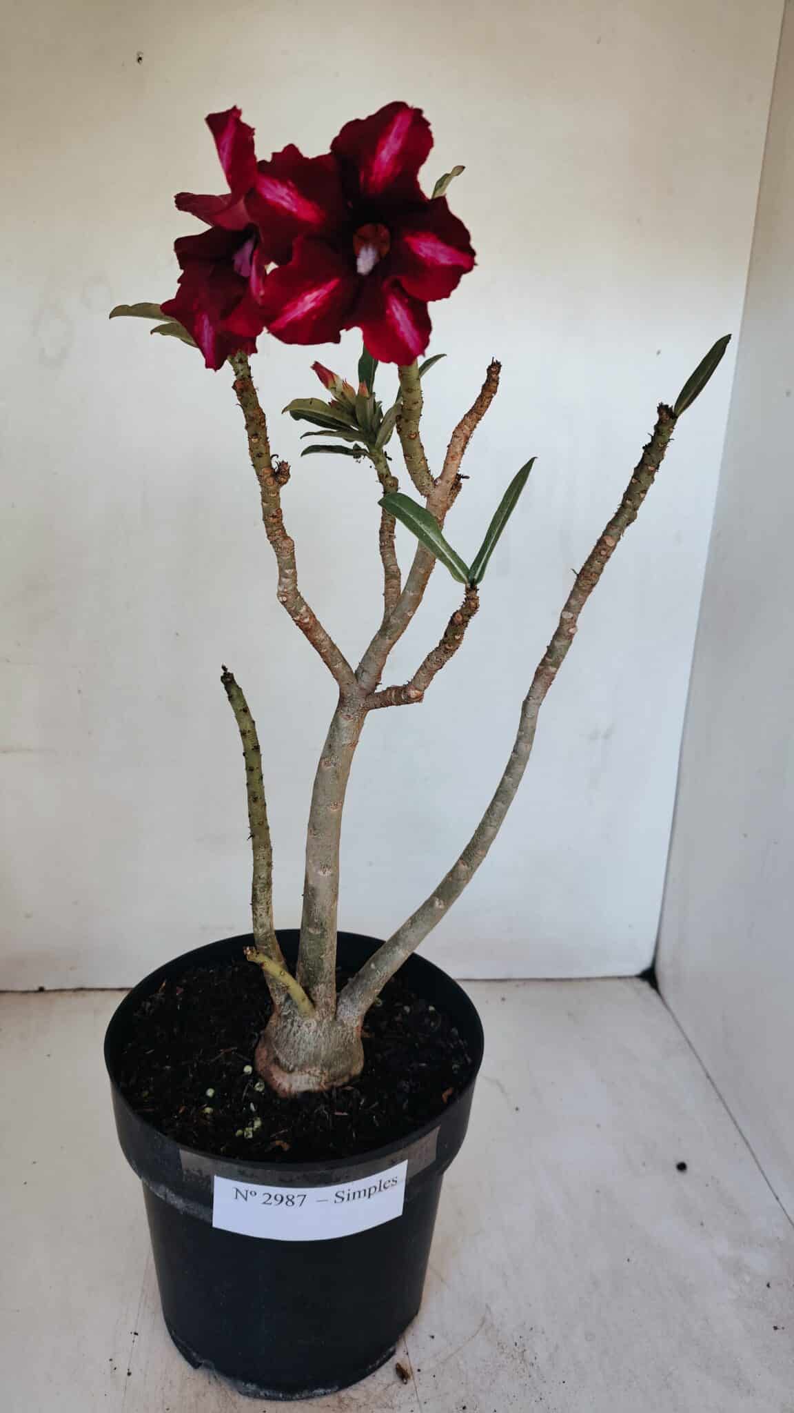 Planta Simples 2987 – 40cm – 03 anos