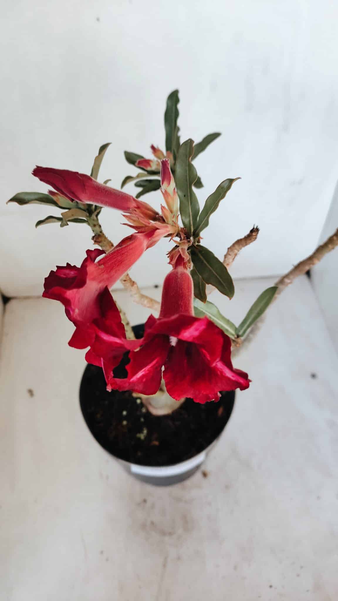 Planta Simples 2987 – 40cm – 03 anos