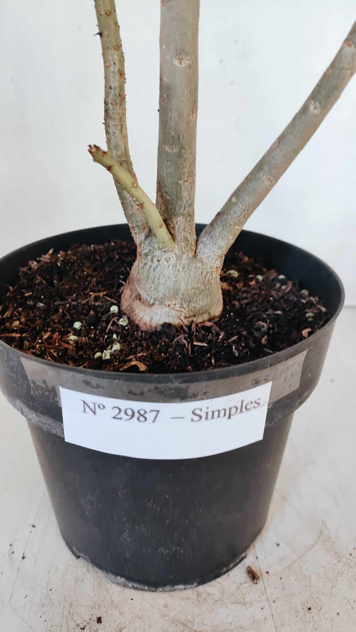 Planta Simples 2987 – 40cm – 03 anos