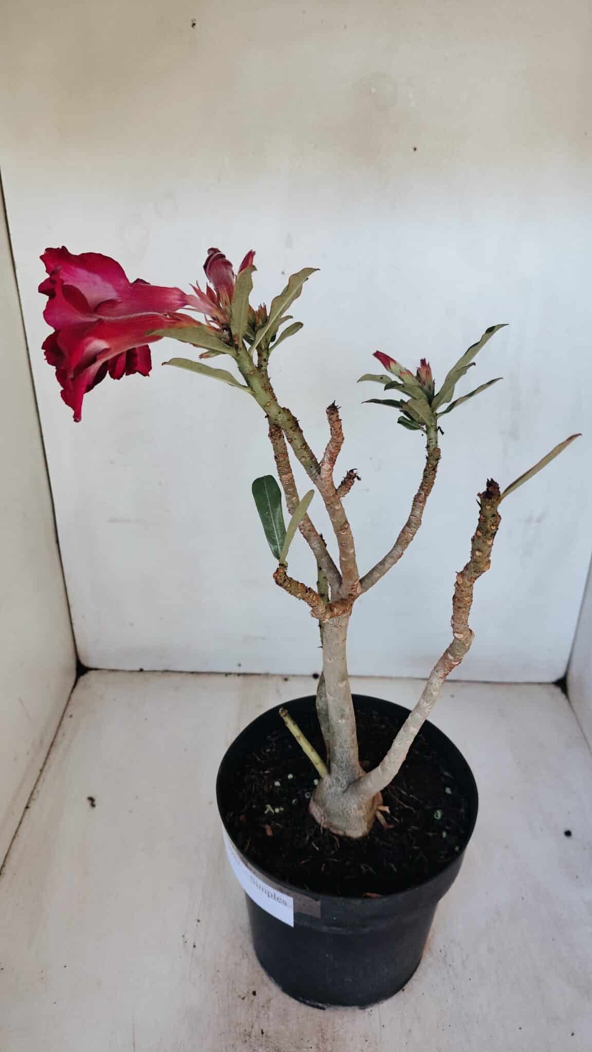 Planta Simples 2987 – 40cm – 03 anos