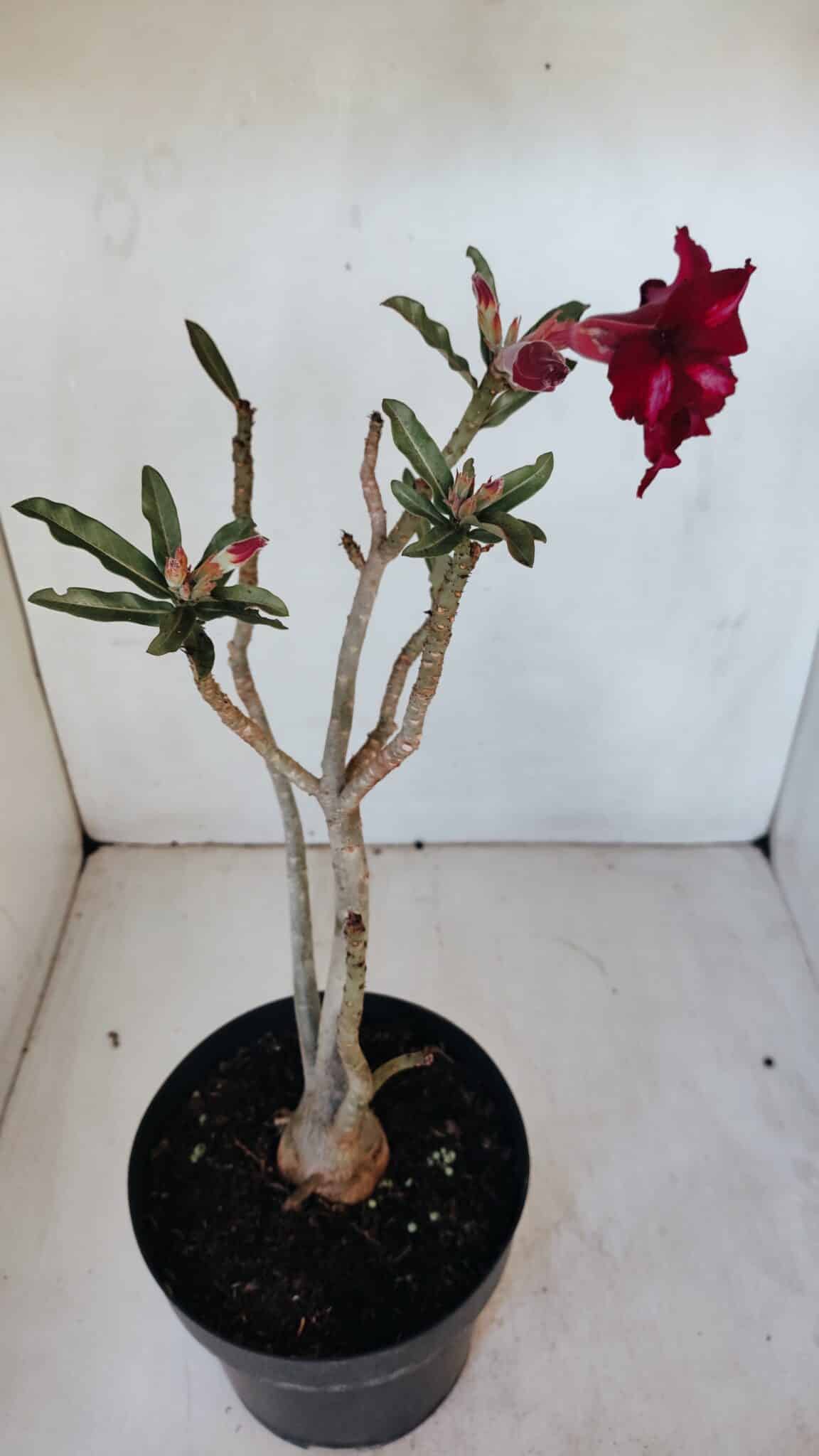 Planta Simples 2987 – 40cm – 03 anos