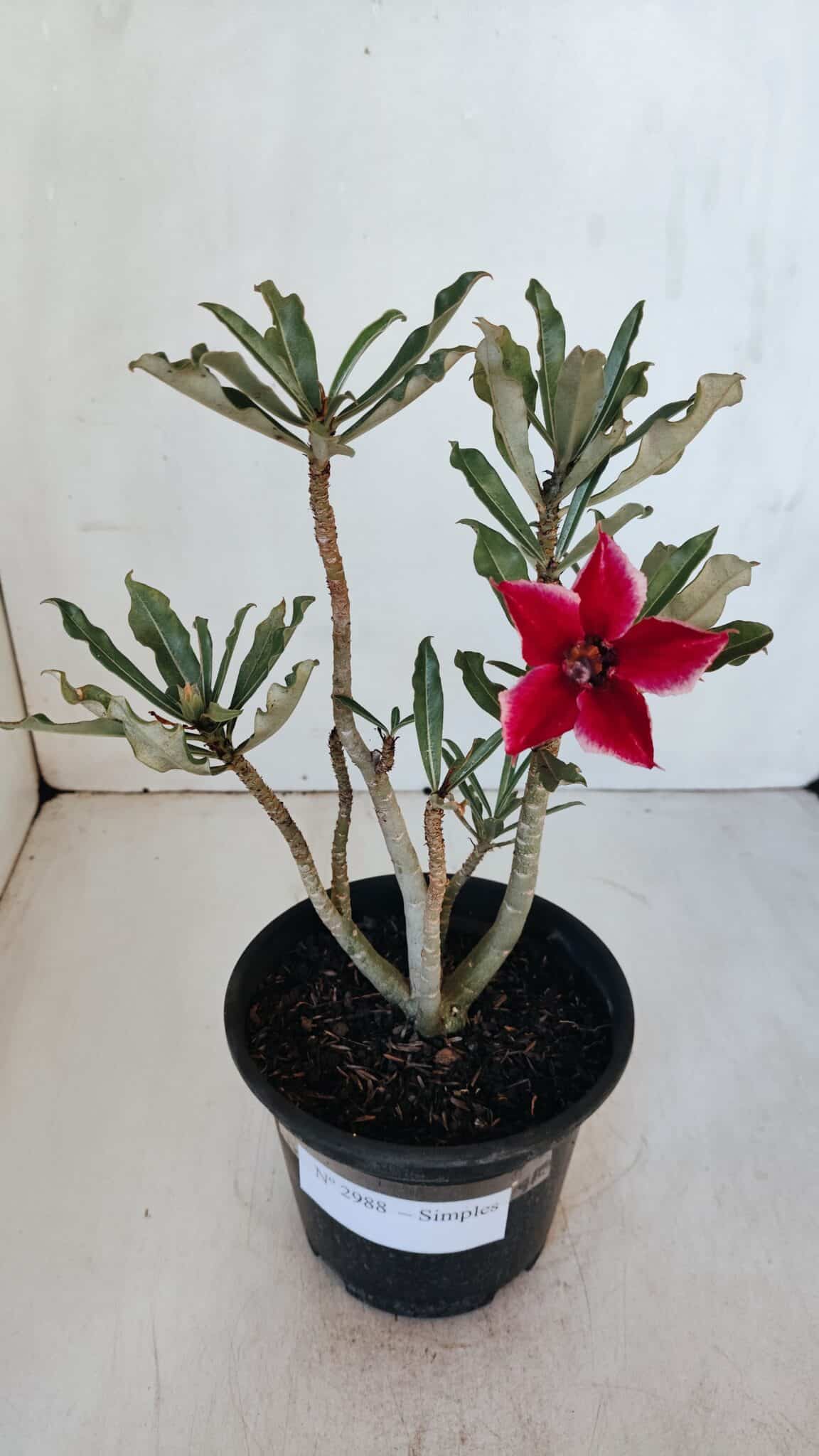 Planta Simples 2988 – 30cm – 02 anos