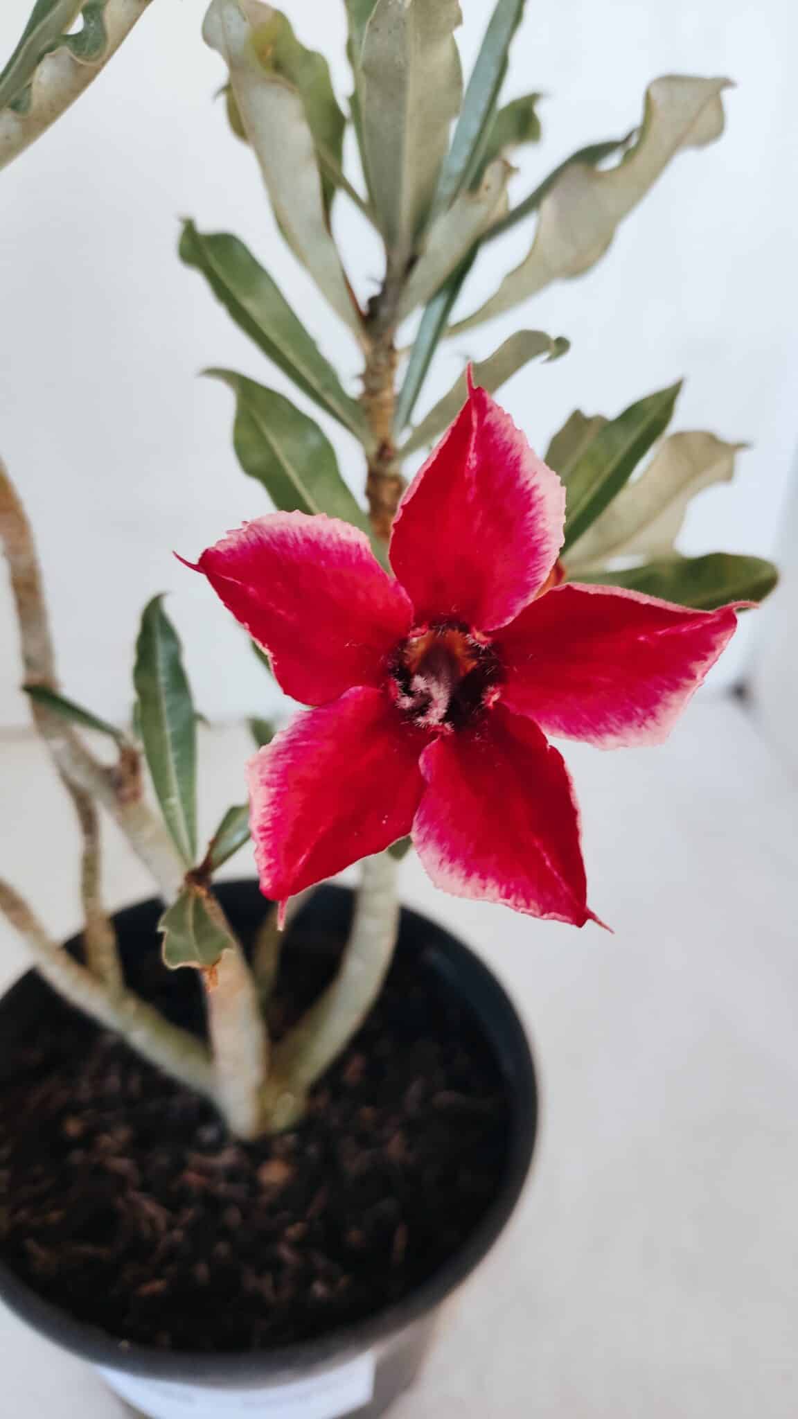 Planta Simples 2988 – 30cm – 02 anos