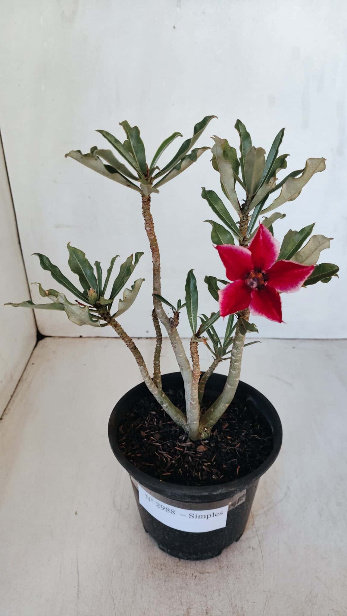 Planta Simples 2988 – 30cm – 02 anos
