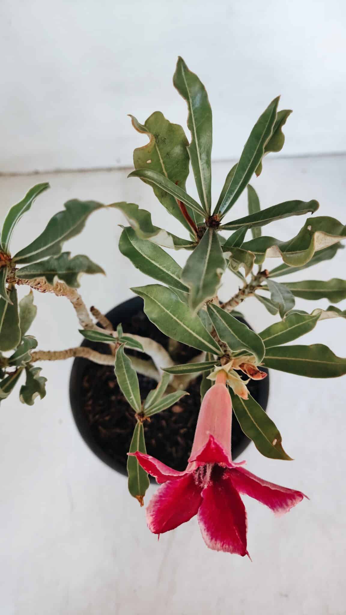 Planta Simples 2988 – 30cm – 02 anos