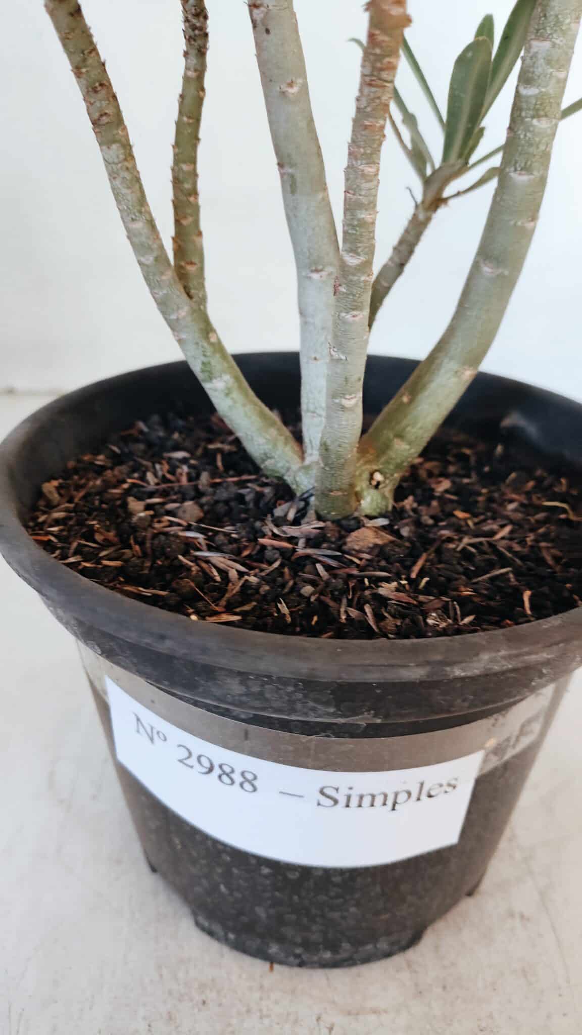 Planta Simples 2988 – 30cm – 02 anos