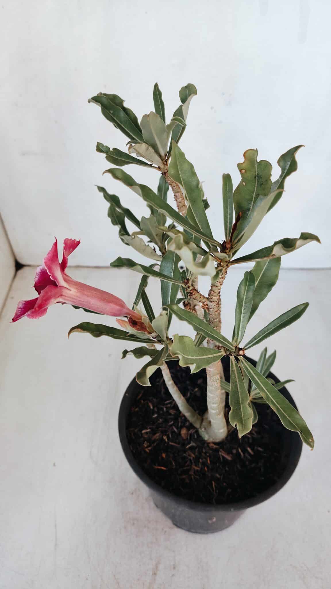 Planta Simples 2988 – 30cm – 02 anos