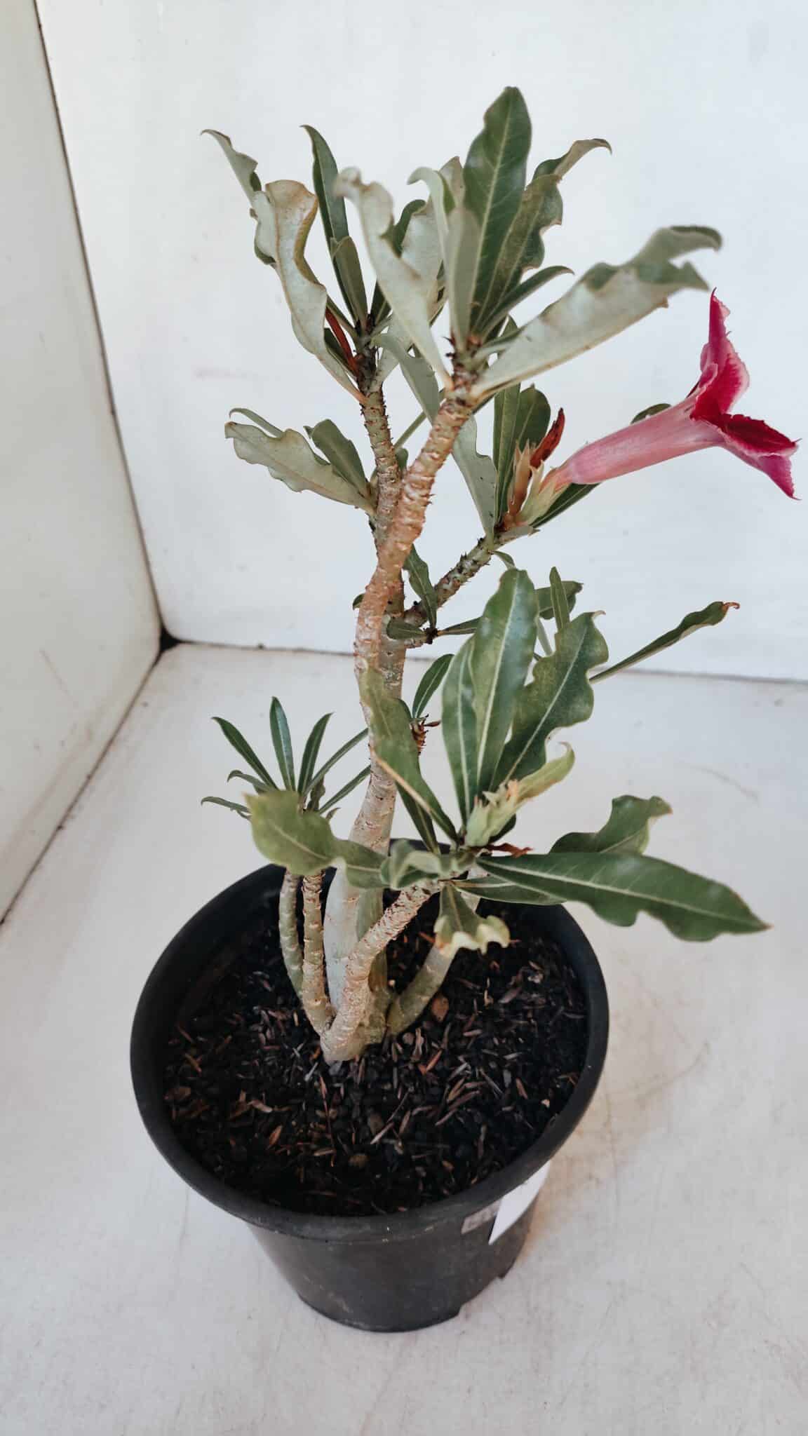Planta Simples 2988 – 30cm – 02 anos