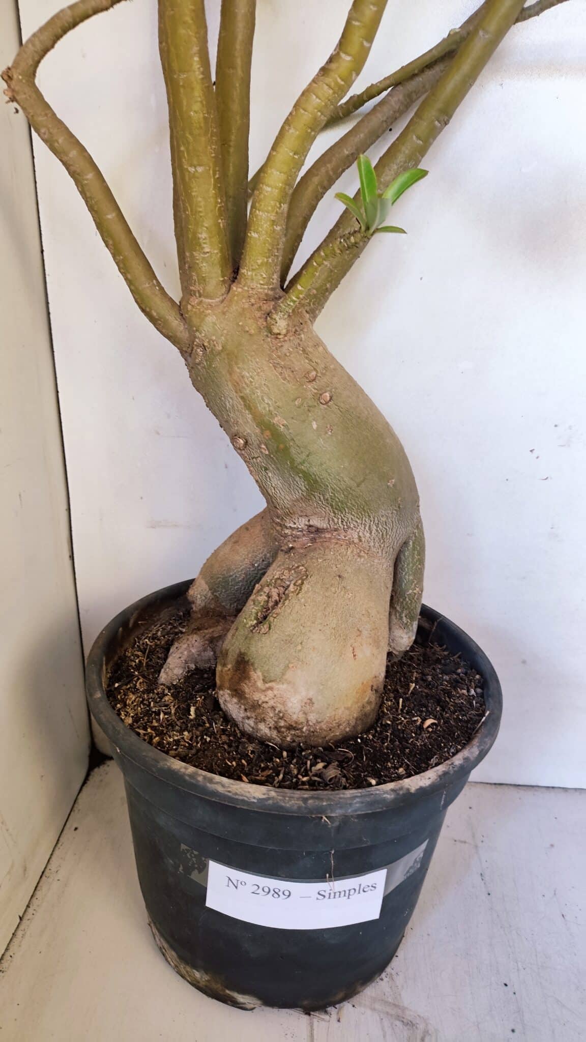Planta Simples 2989 – 70cm – 05 anos